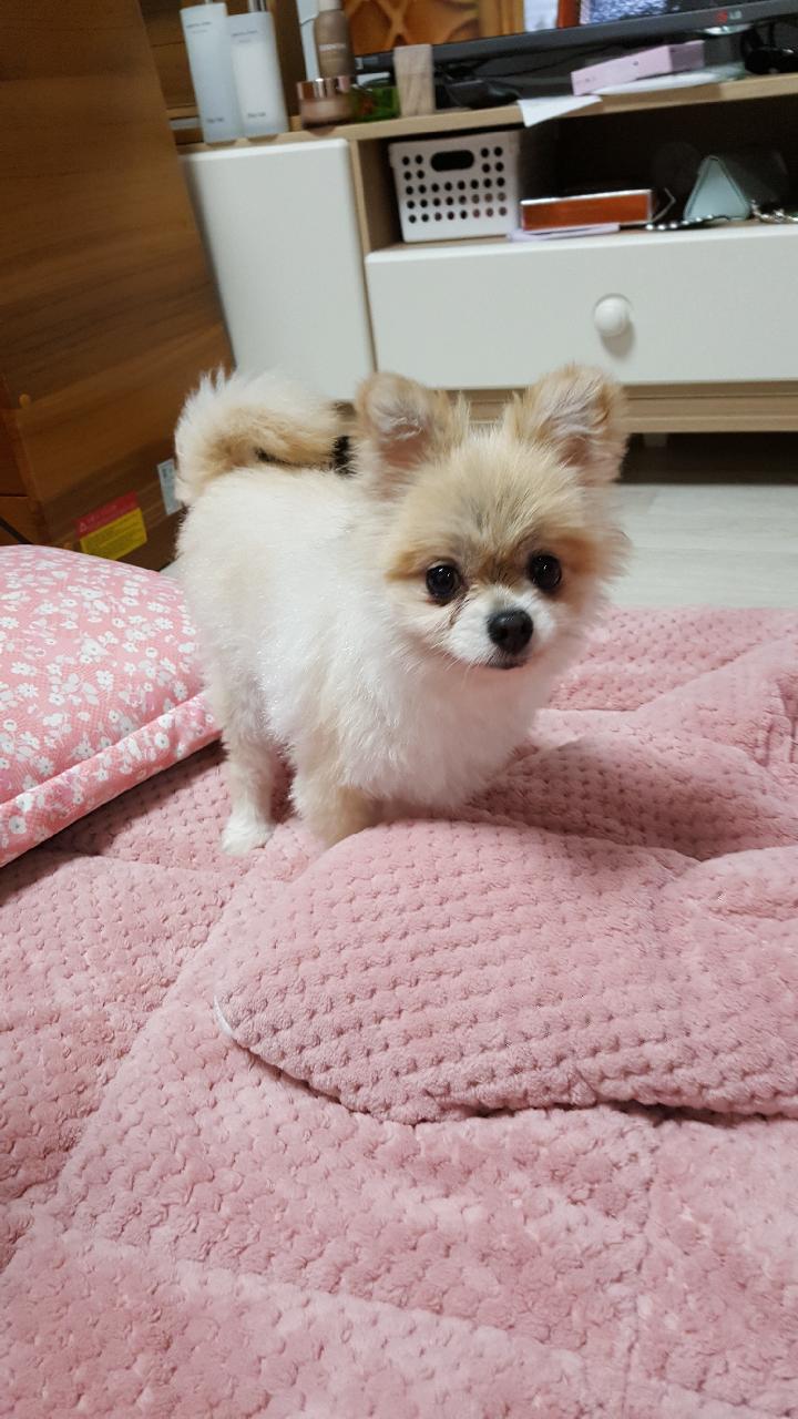 시흥번식장에서 구조된 더지 2번째 임보소식입니다 (탑1) 