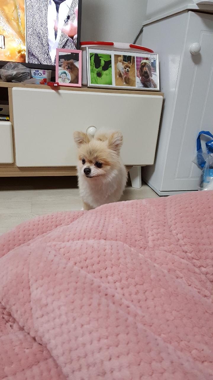 시흥번식장에서 구조된 더지 2번째 임보소식입니다 (탑1) 