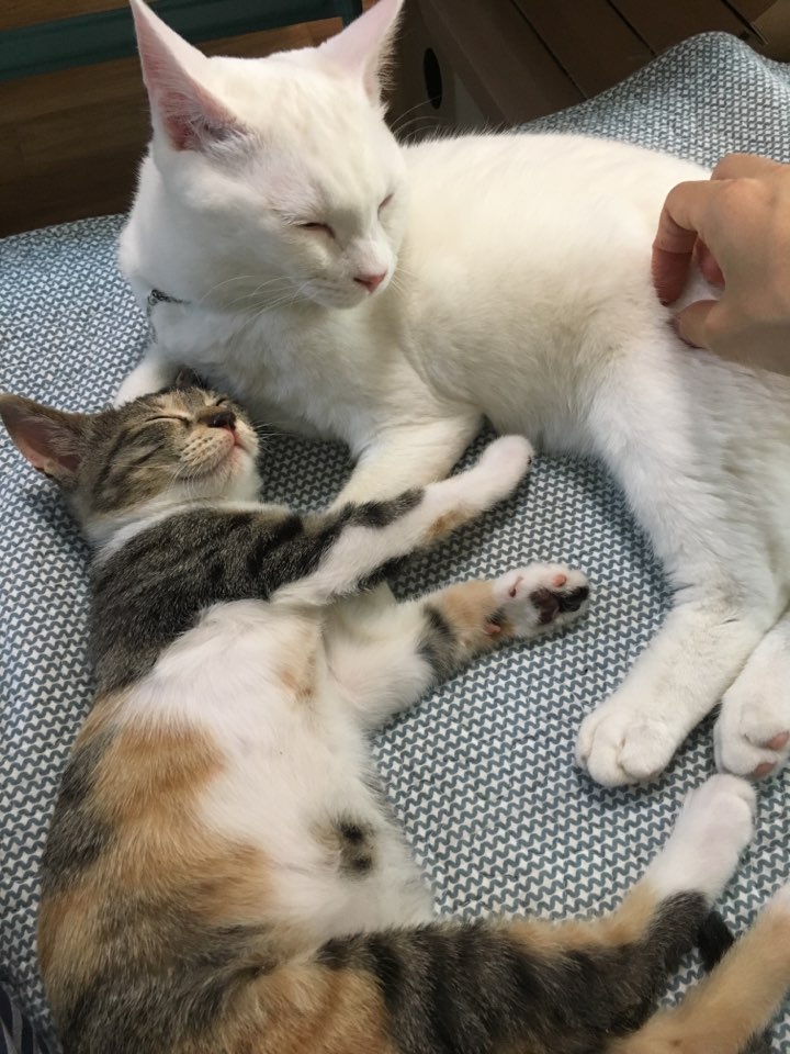 마리와 구름이