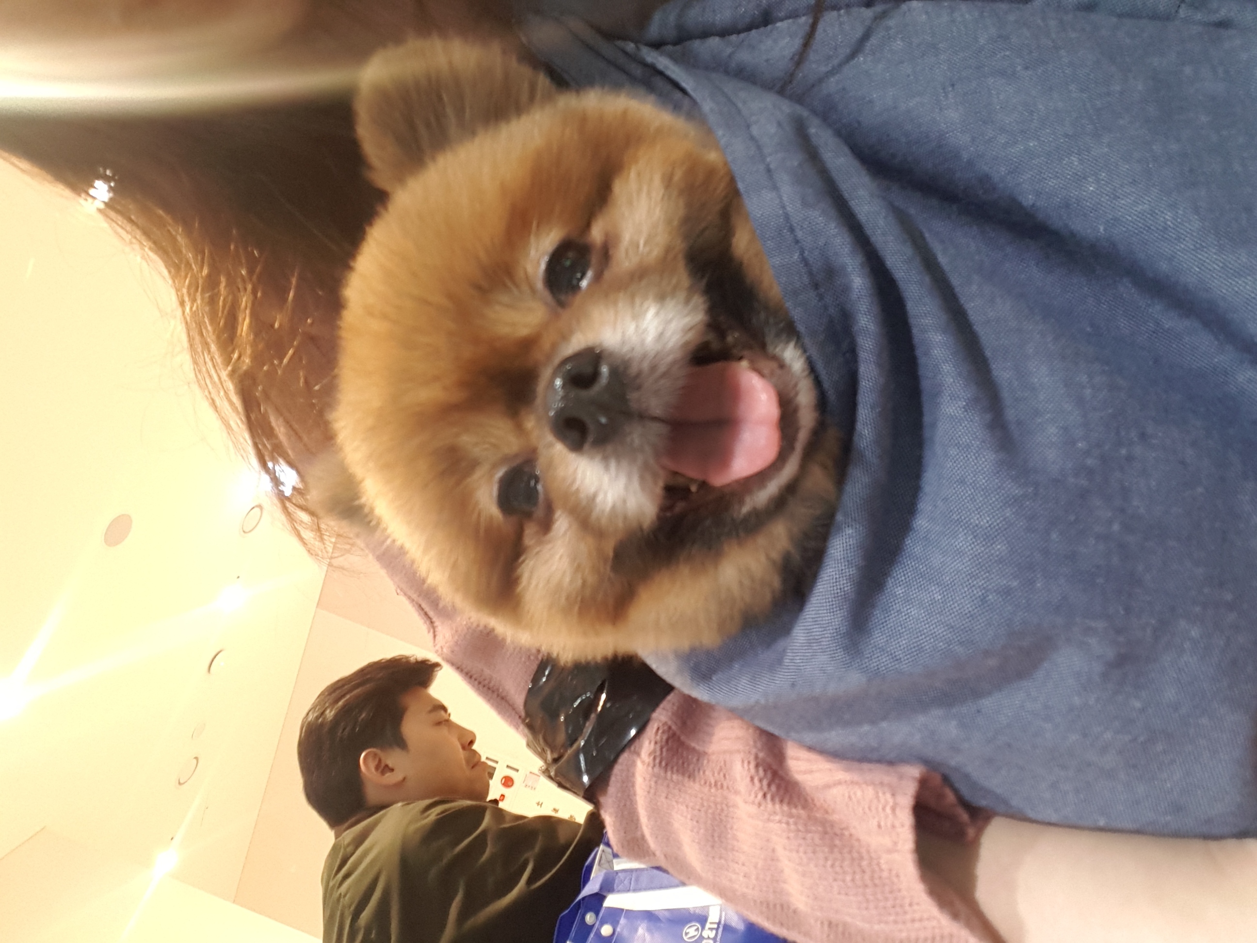 시흥번식장 구조견 홍시 두번째 임보후기 입니다 ~~