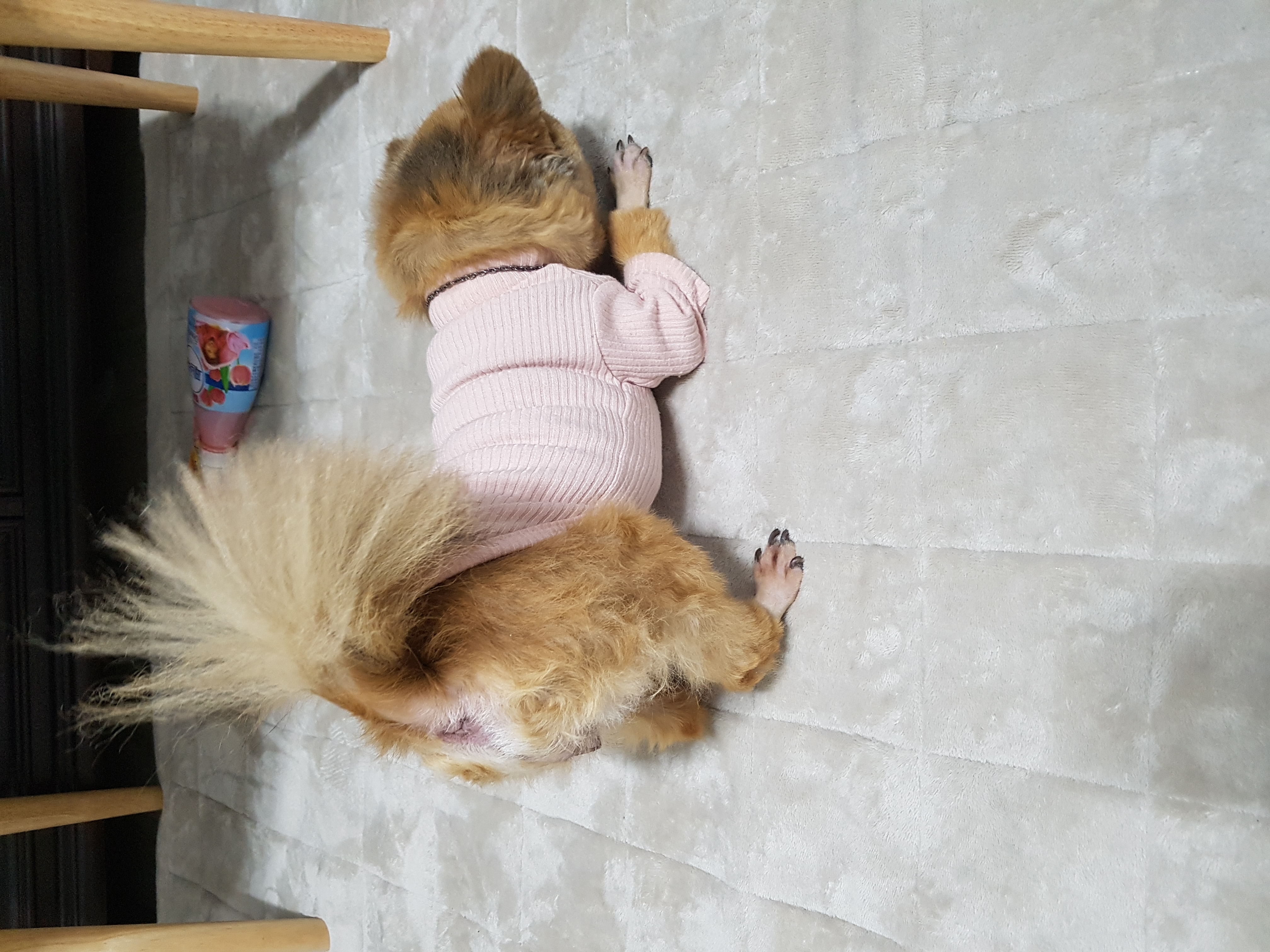 시흥번식장 구조견 홍시 두번째 임보후기 입니다 ~~