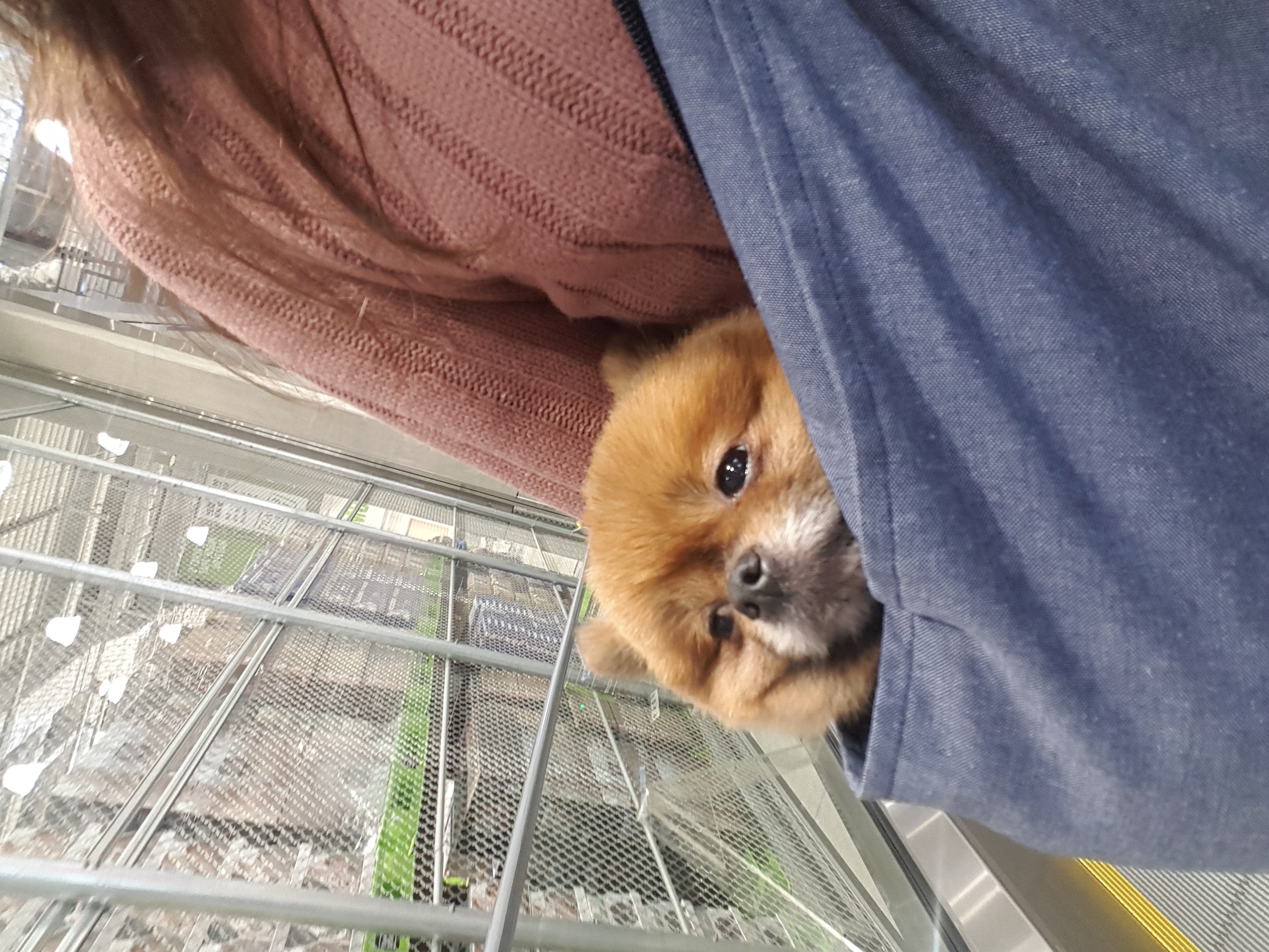 시흥번식장 구조견 홍시 두번째 임보후기 입니다 ~~