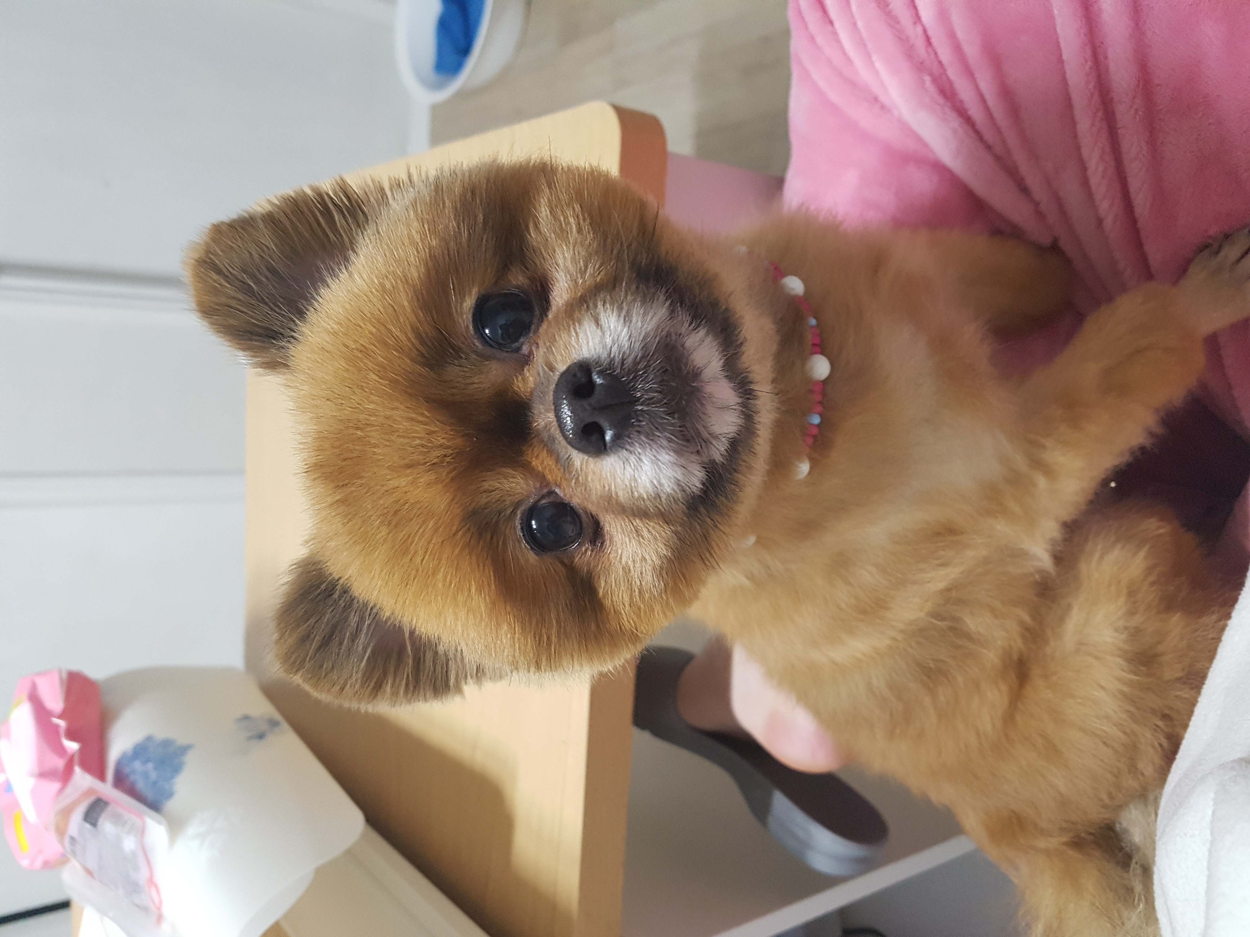 시흥번식장 구조견 홍시 두번째 임보후기 입니다 ~~