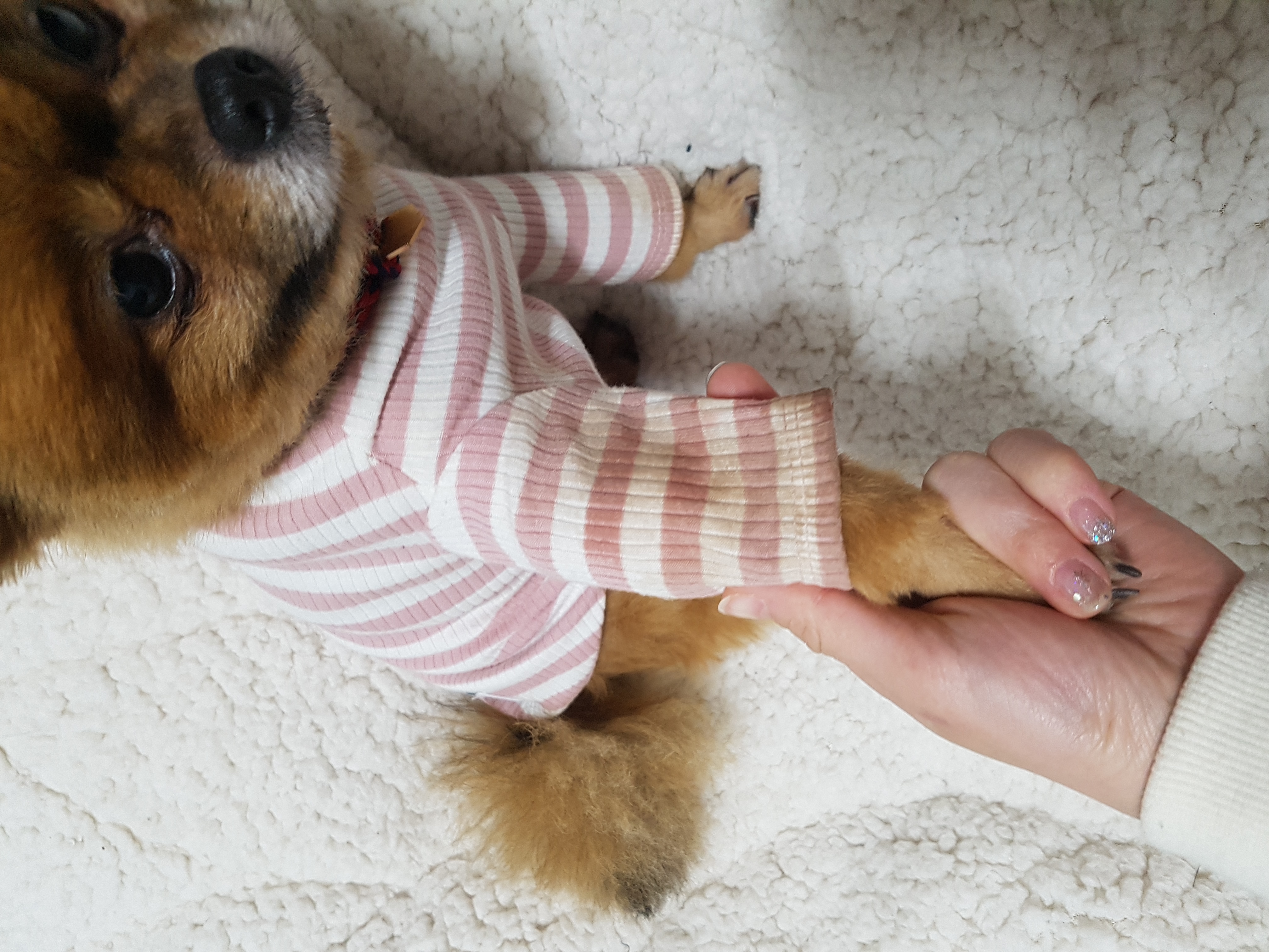 시흥번식장 구조견 홍시 두번째 임보후기 입니다 ~~