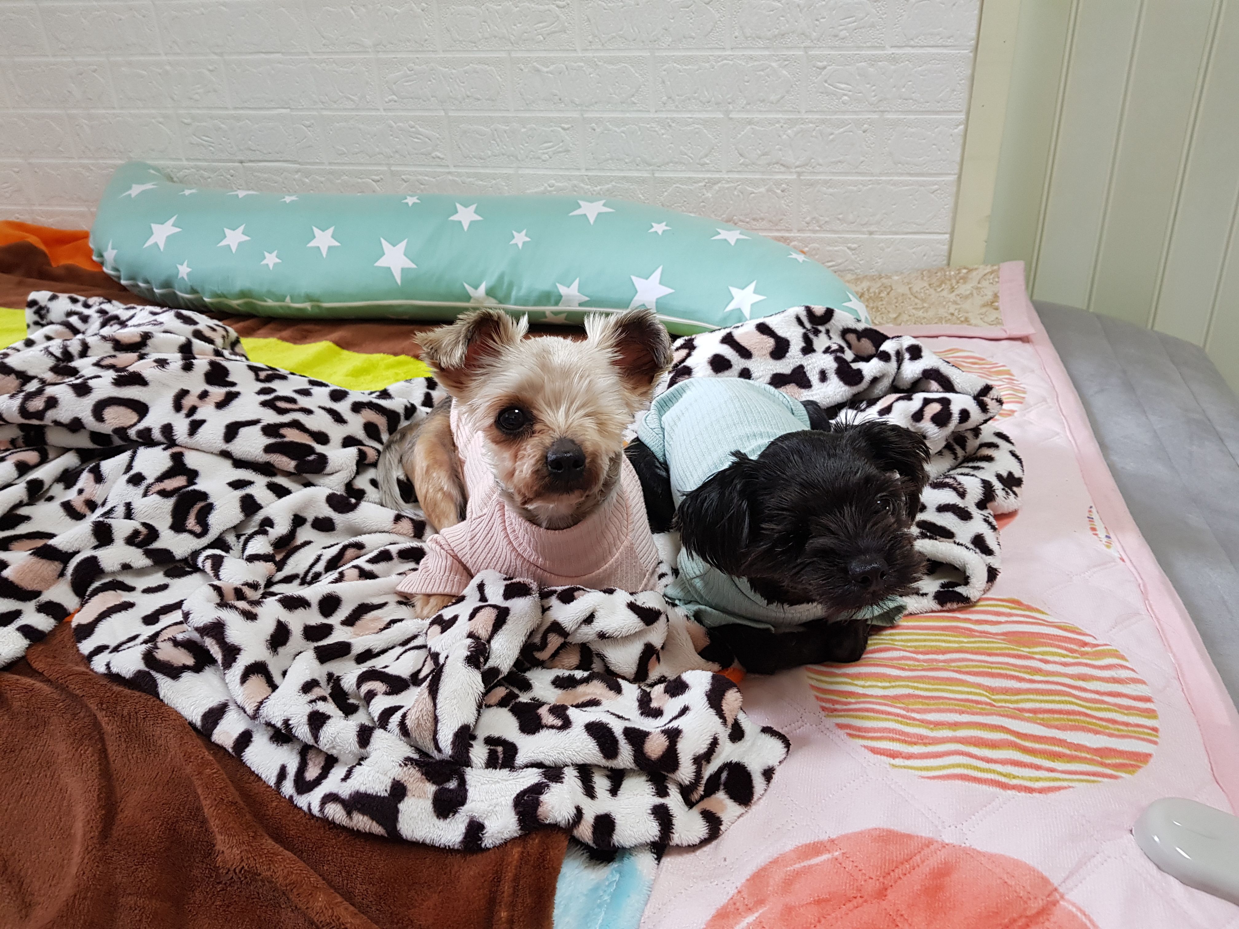 하프 ,소고 한달이 되었네요^^