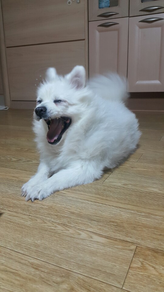 달이(머루) 1년 6개월 째~