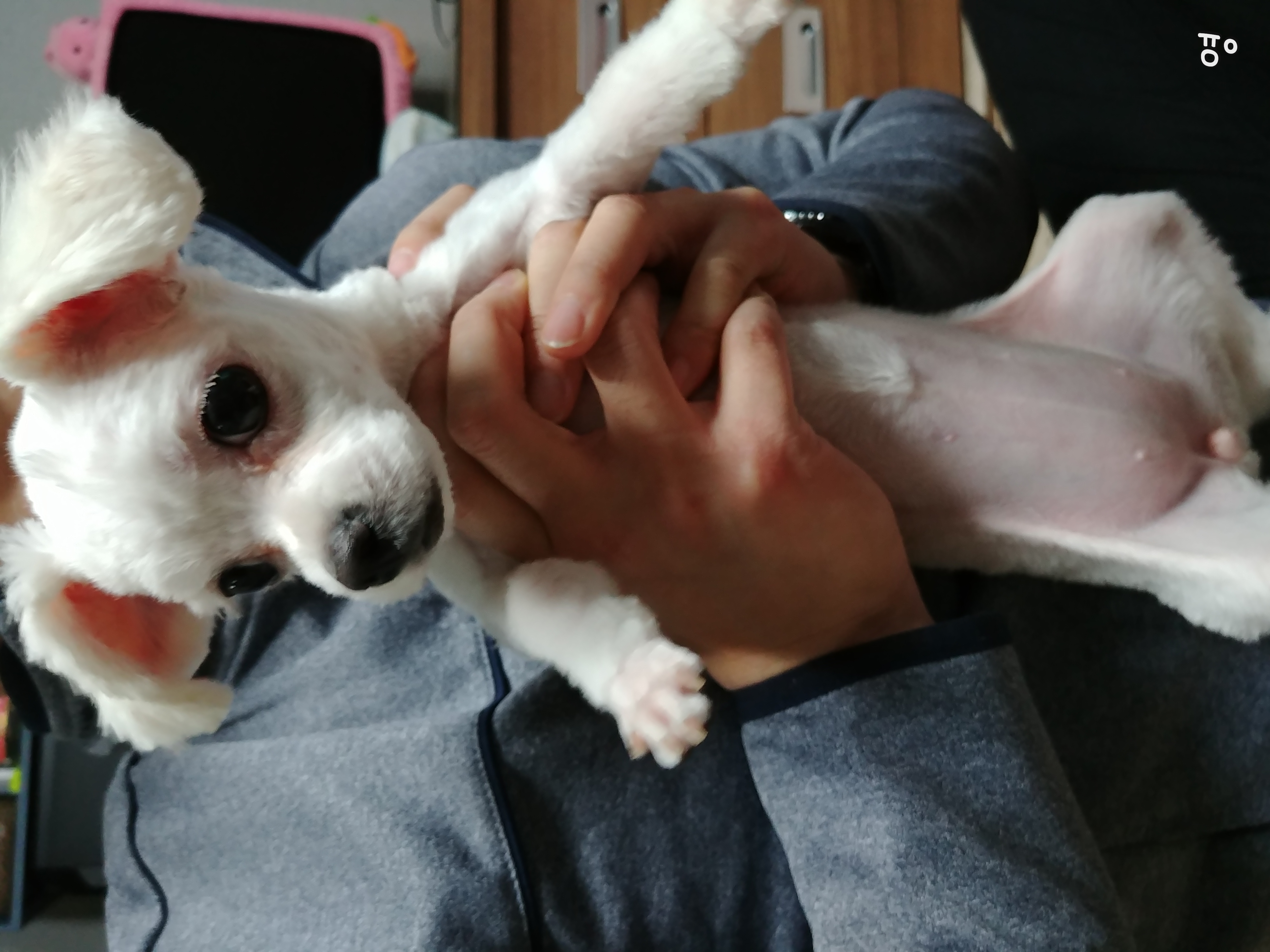 아지(가니) 입양 후기 1차