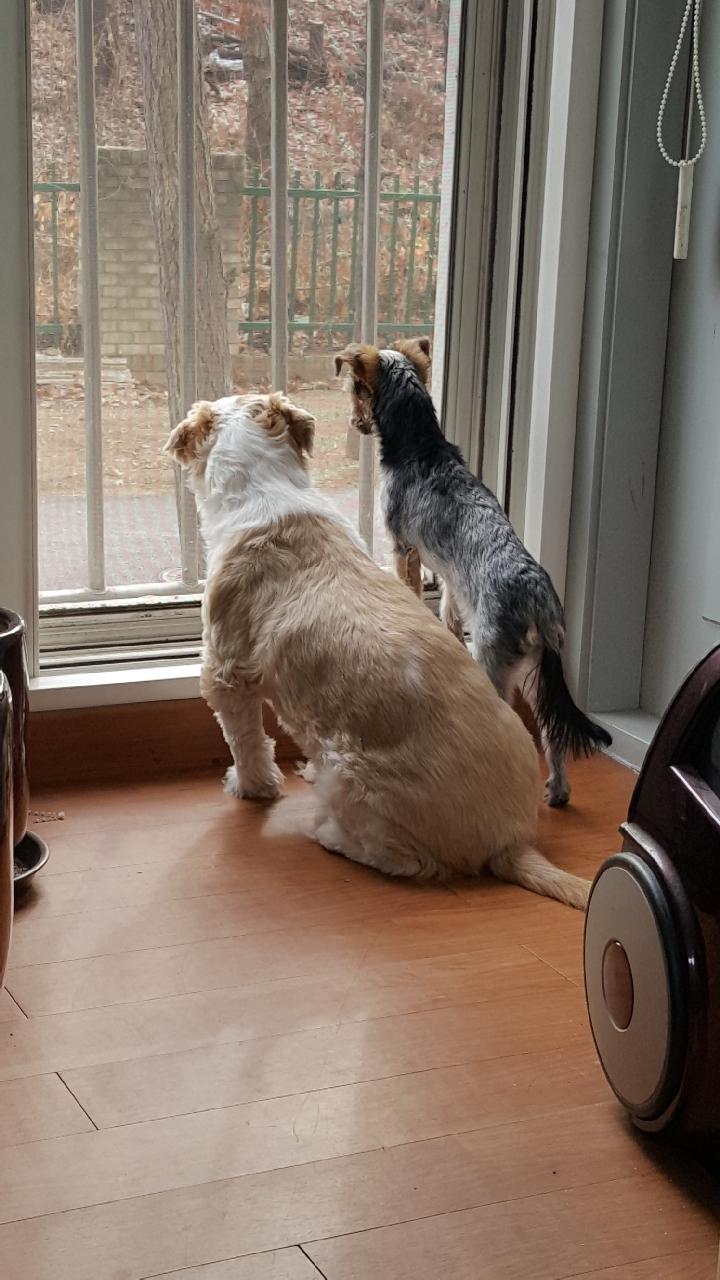 개리입양후기요~~