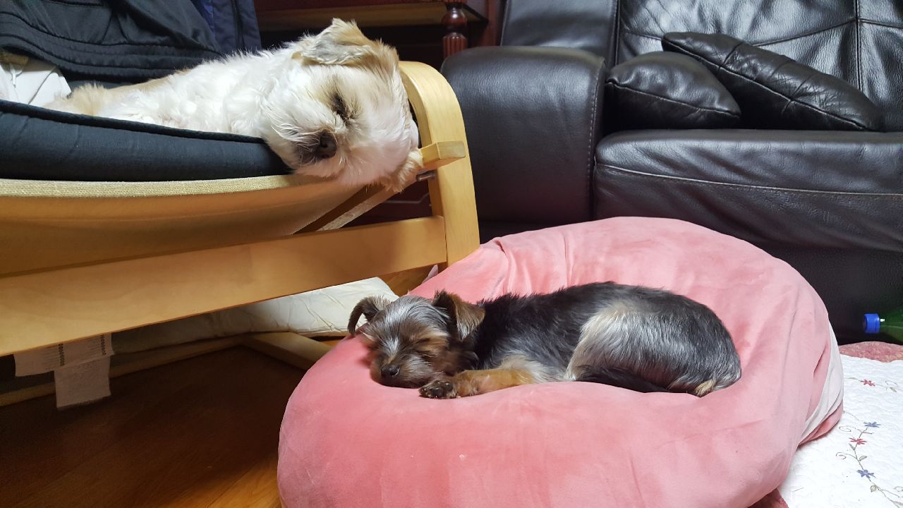 개리입양후기요~~