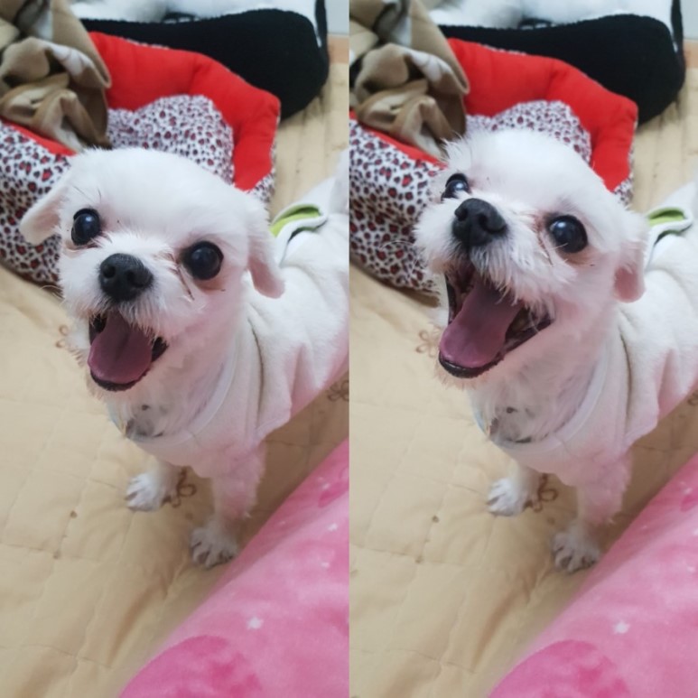 시흥번식장 구조견 초롱이(치멍25) 입양 후기(임시보호->입양변경, 2번째후기)