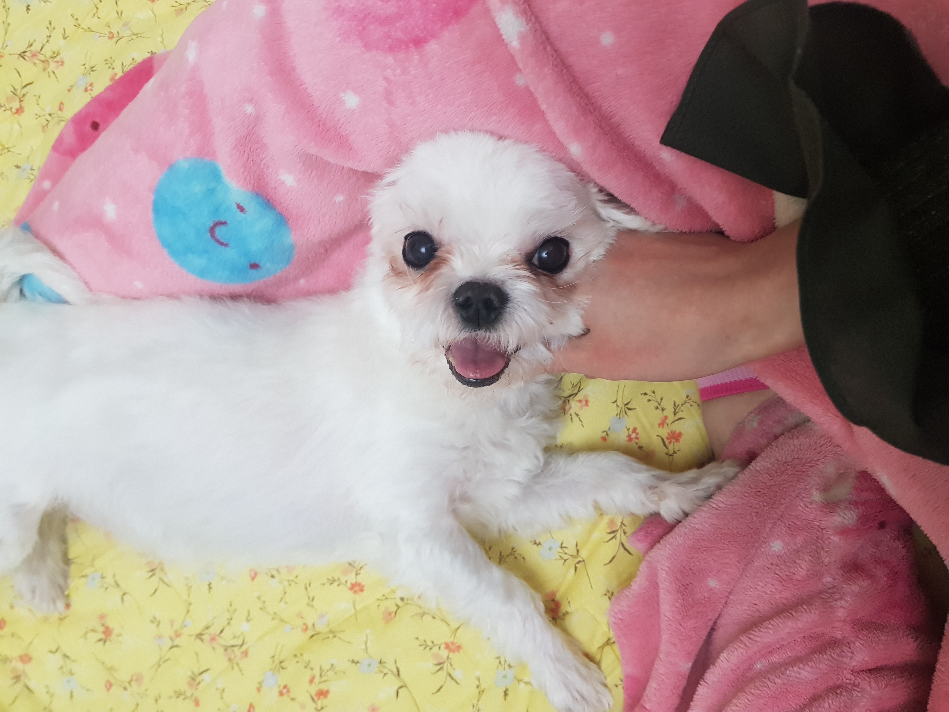 시흥번식장 구조견 초롱이(치멍25) 입양 후기(임시보호->입양변경, 2번째후기)