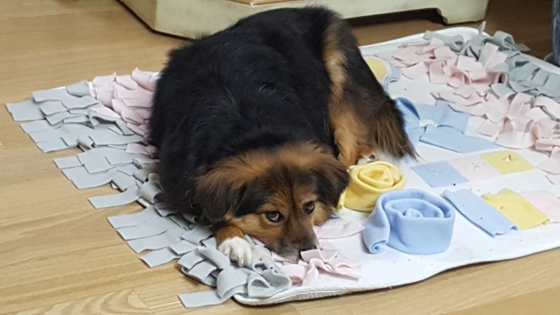 정왕이의 새해인사 ♡