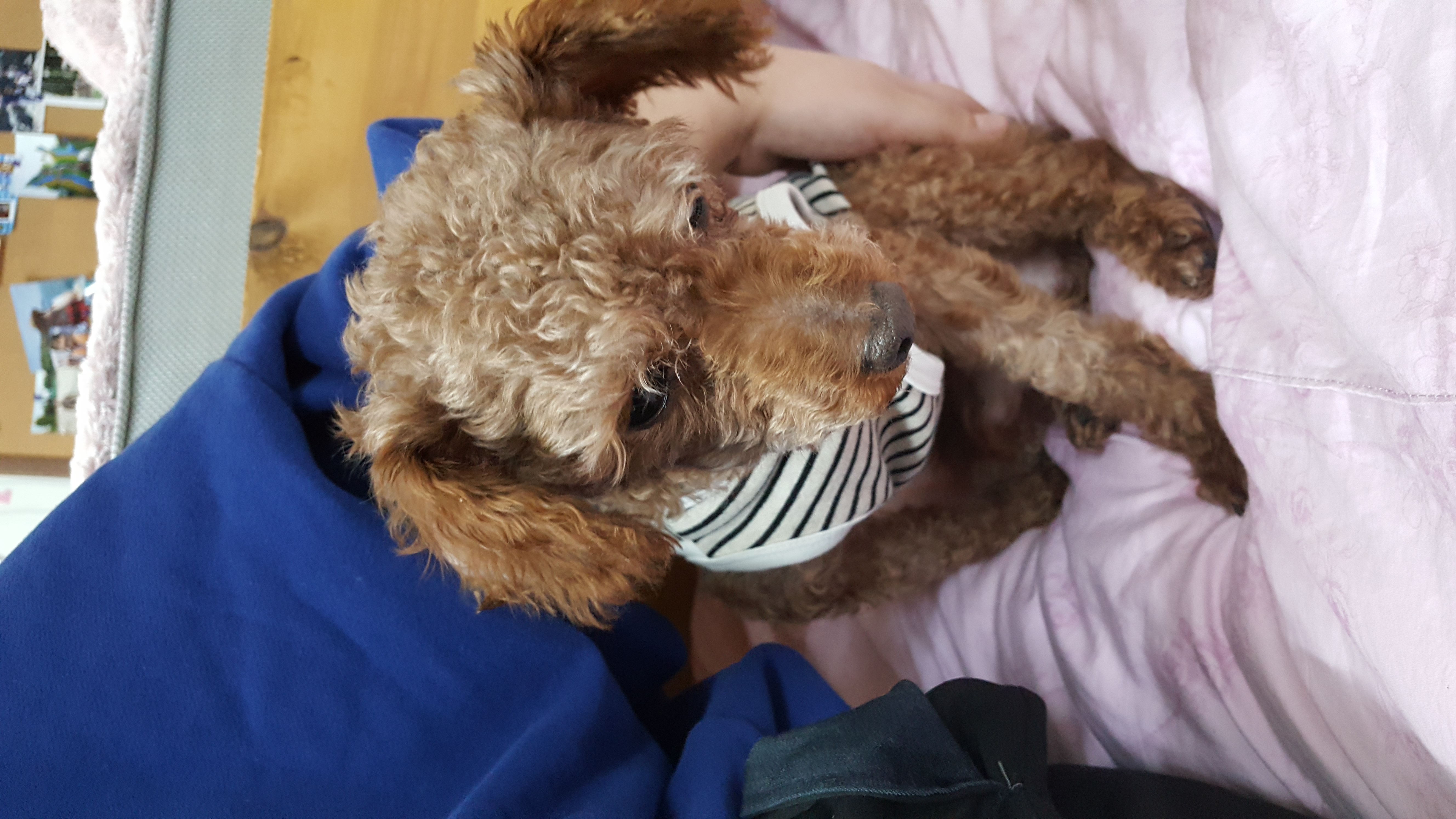 쵸파 입양 후기 입니다~~^^
