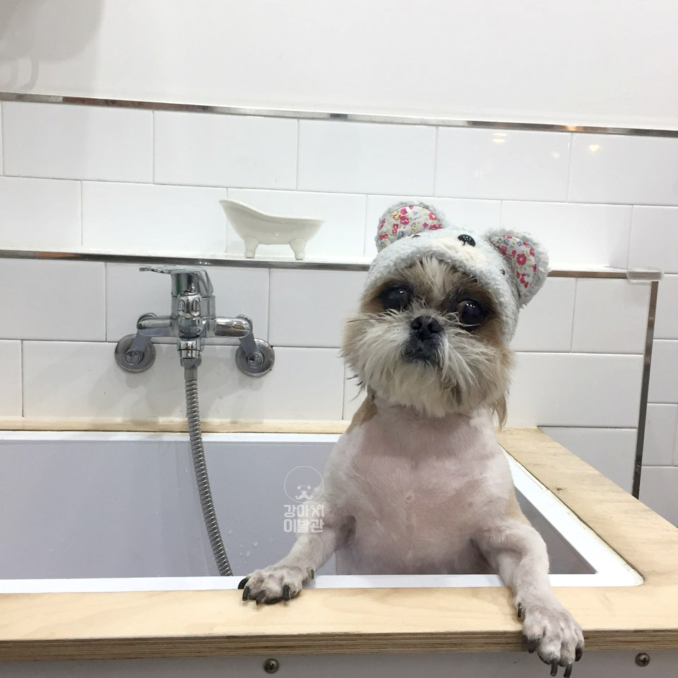 몽이 오랫만에 인사드려요~