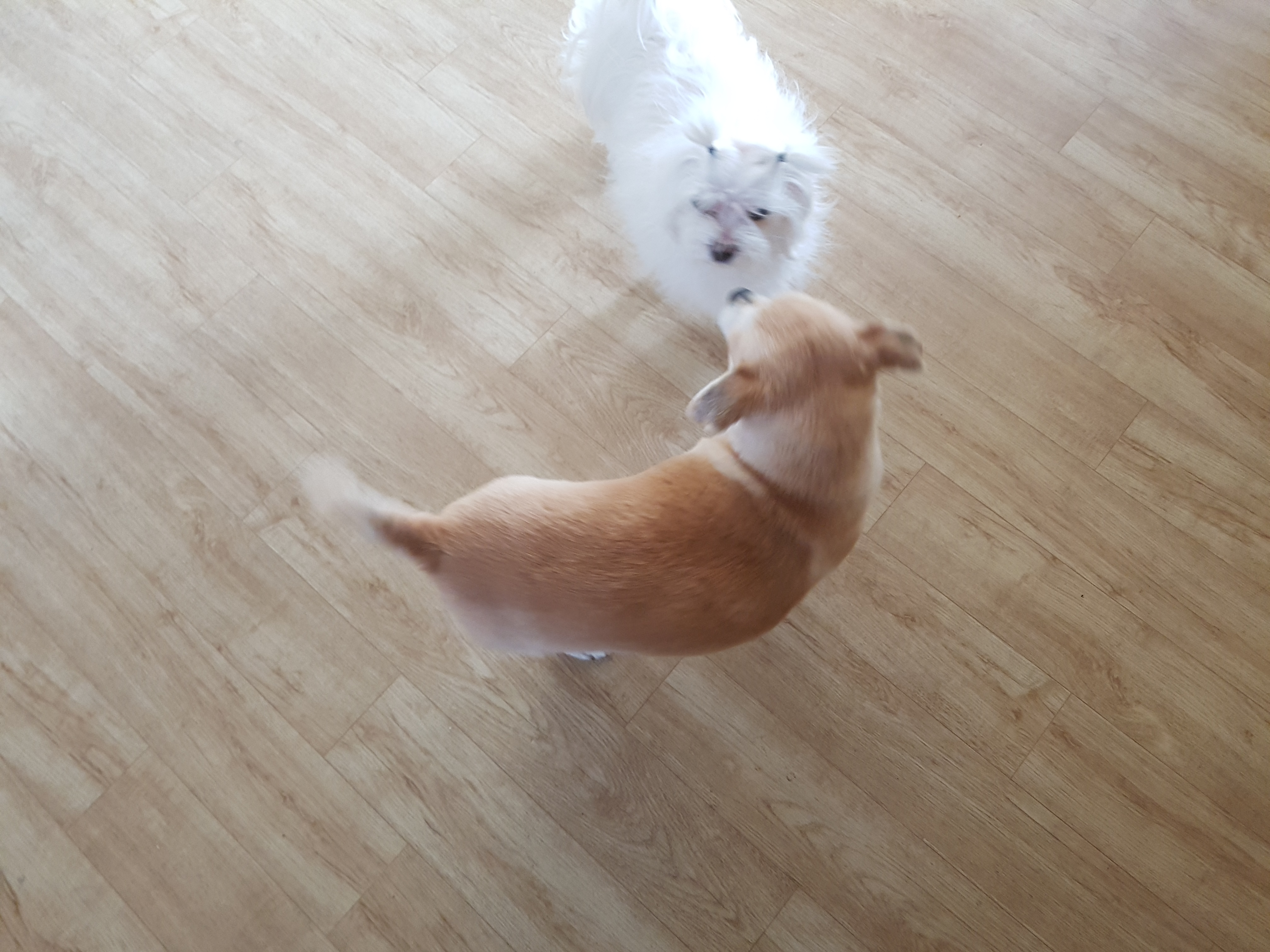 레몬이 소식 전합니다.