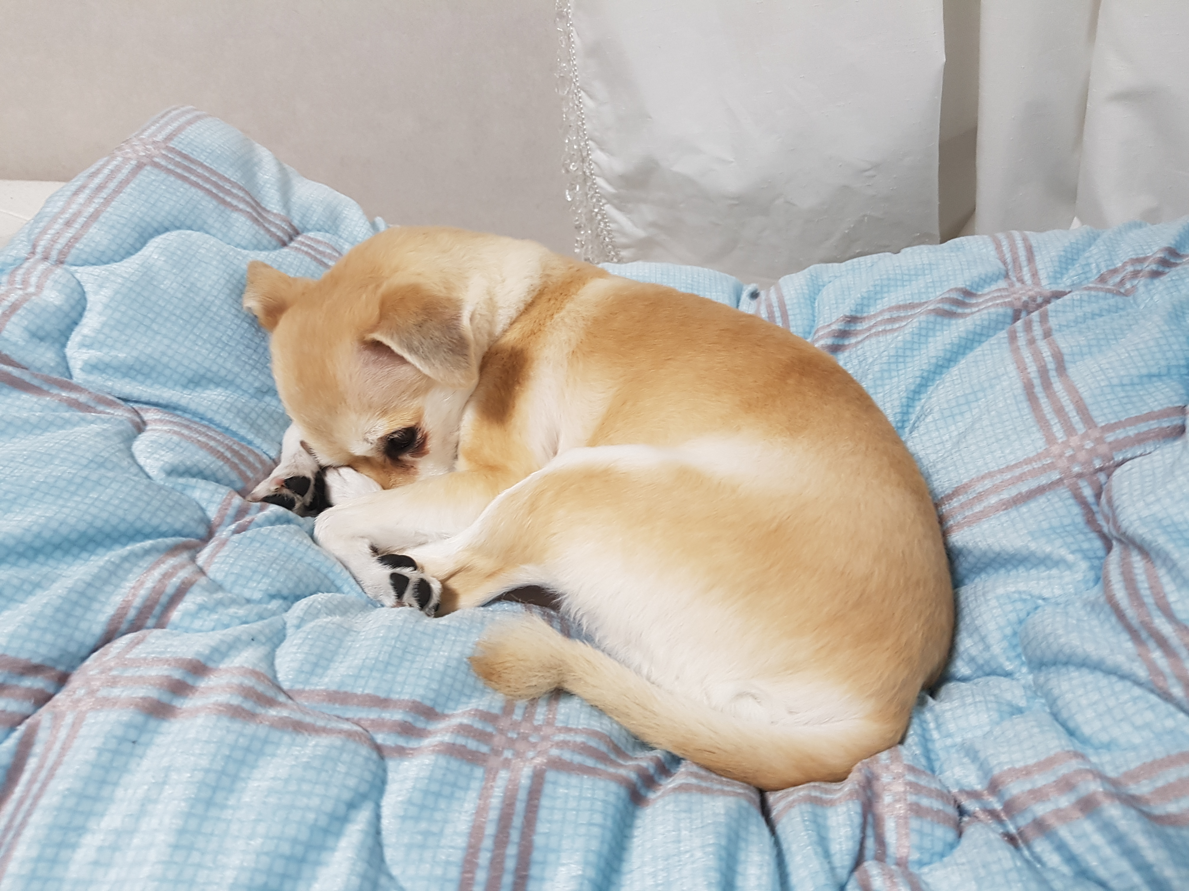 레몬이 소식 전합니다.