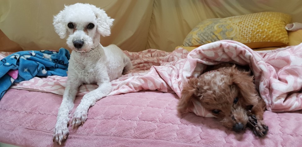 길쭉이(하랑이) 한달 입양 후기 입니다!