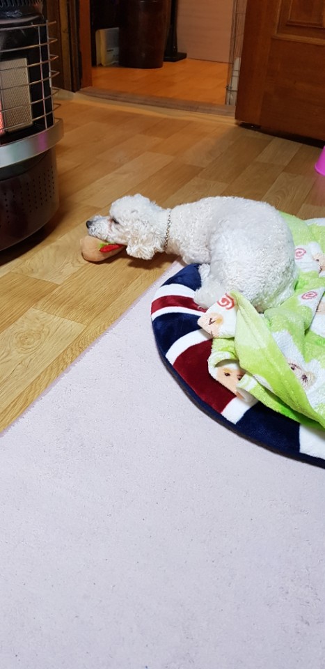 길쭉이(하랑이) 한달 입양 후기 입니다!