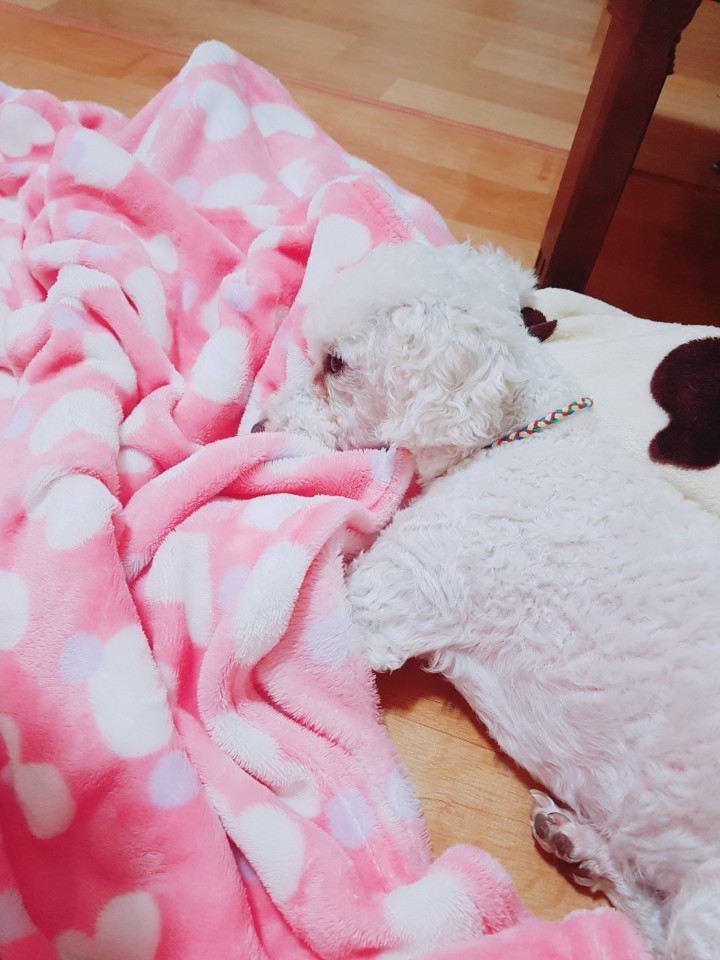 길쭉이(하랑이) 한달 입양 후기 입니다!