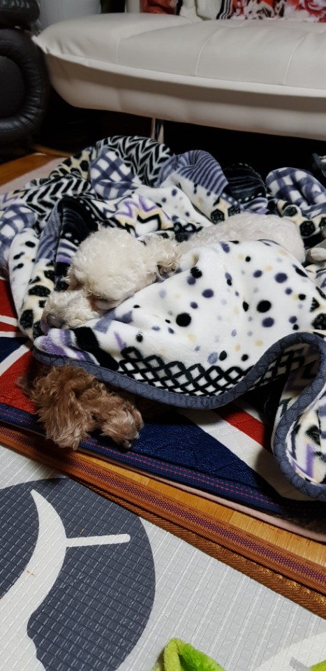 길쭉이(하랑이) 한달 입양 후기 입니다!