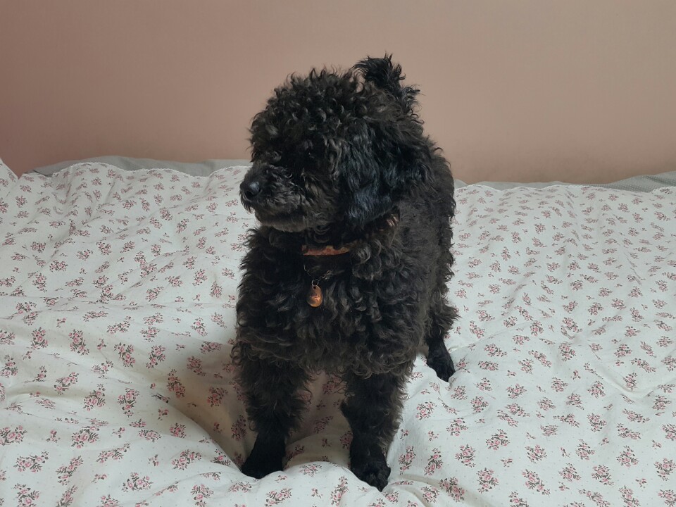 너랑이 입양 1주차 후기입니다^^