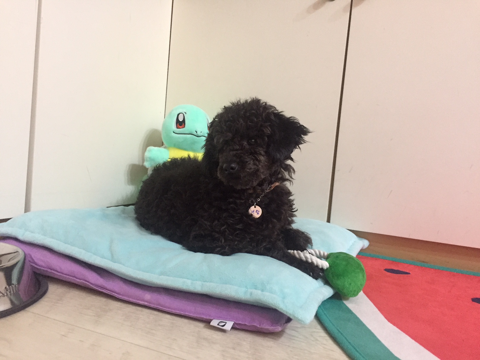 너랑이 입양 1주차 후기입니다^^