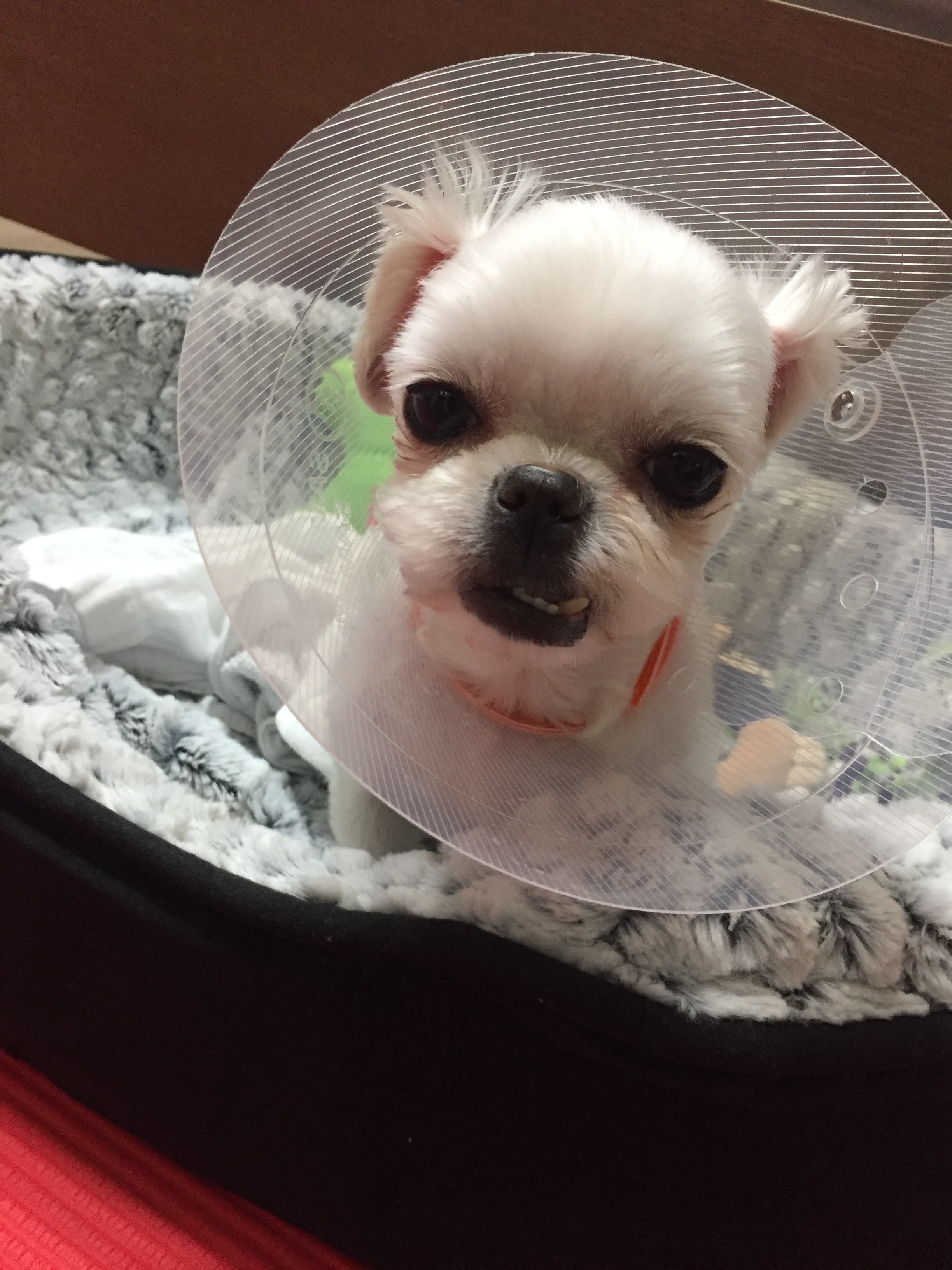 펫팩토리 화재로 78중  요다 