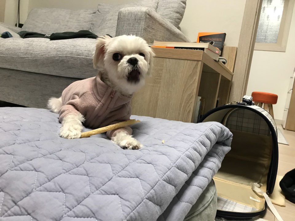 시흥번식장 화재 구조견 구름이 임시보호 후기