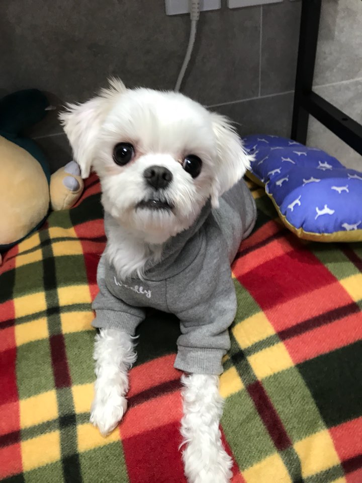 시흥번식장 화재 구조견 구름이 임시보호 후기