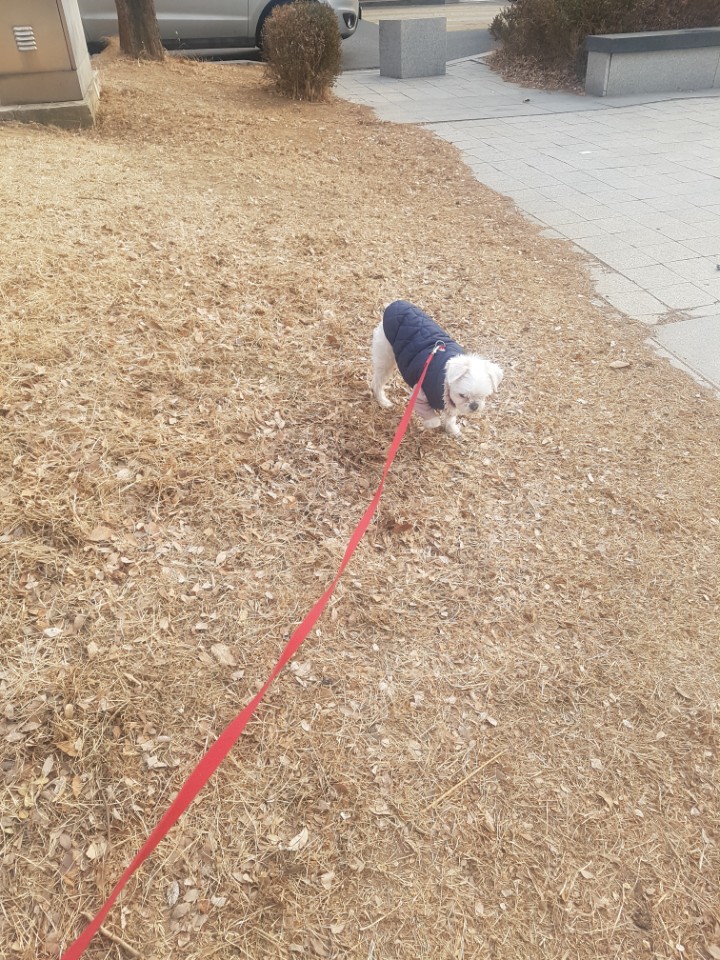시흥번식장 화재 구조견 구름이 임시보호 후기