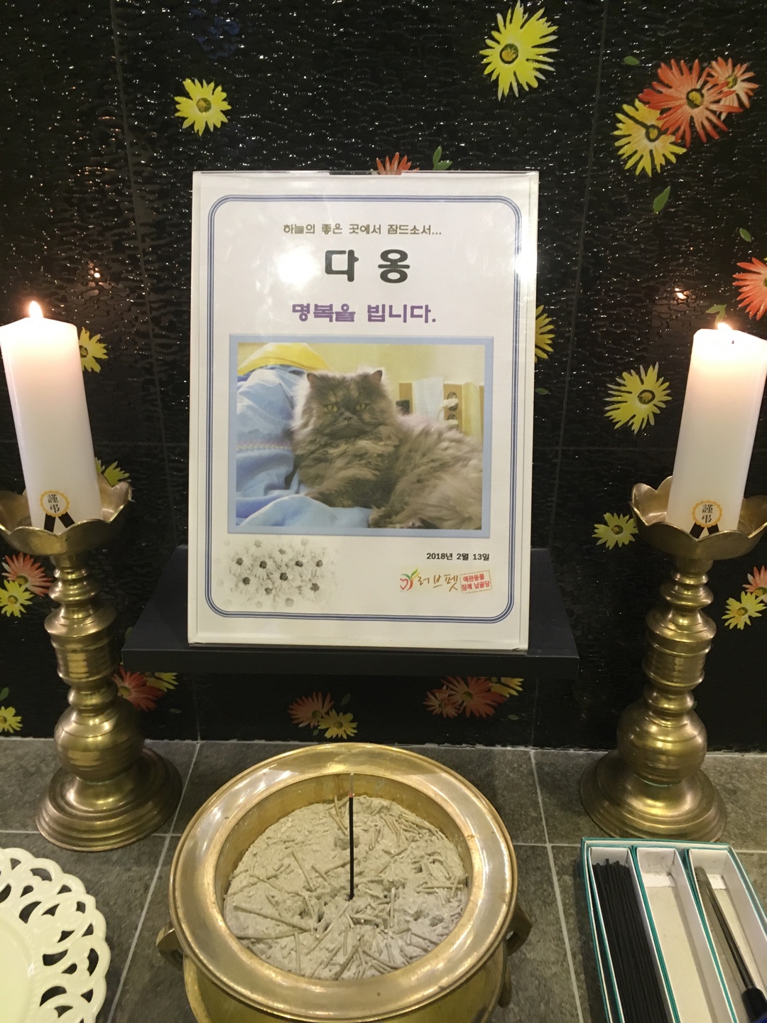 얄식이와 다옹이네 소식 전합니다. 