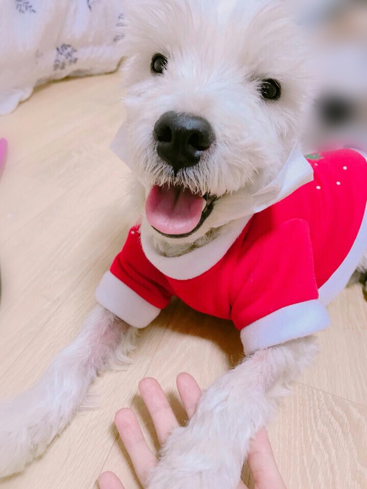 귀여운 망고의 근황&#10084;