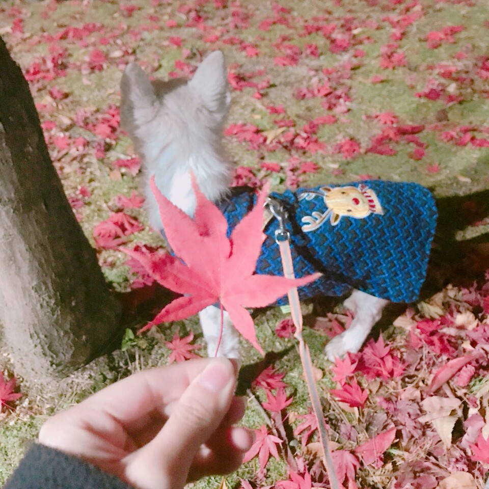 귀여운 망고의 근황&#10084;
