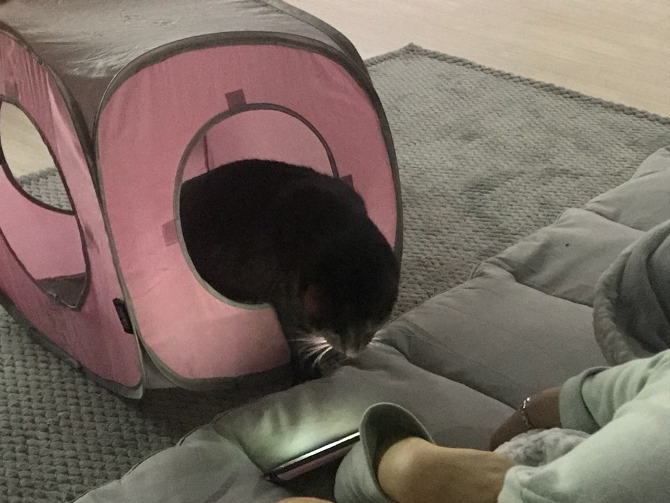 센터 애교쟁이였던 "지지" 1년 첫생일 일기입니다.~