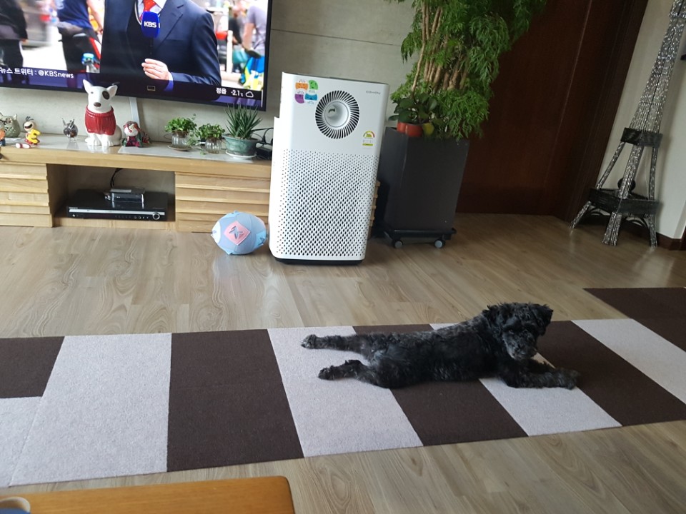 오이 6개월 후기입니다~