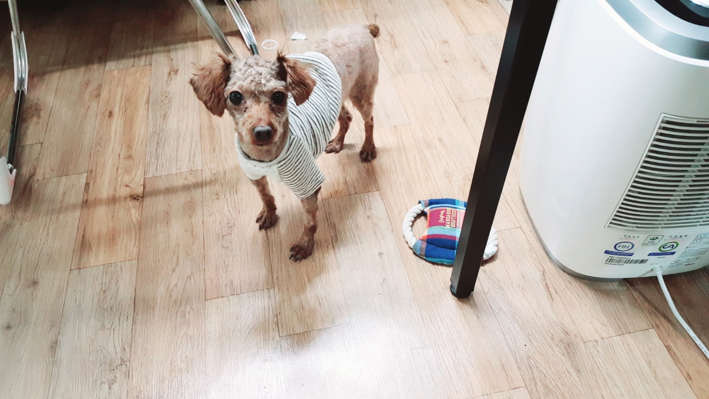 쵸파 입양후기 1달후~~