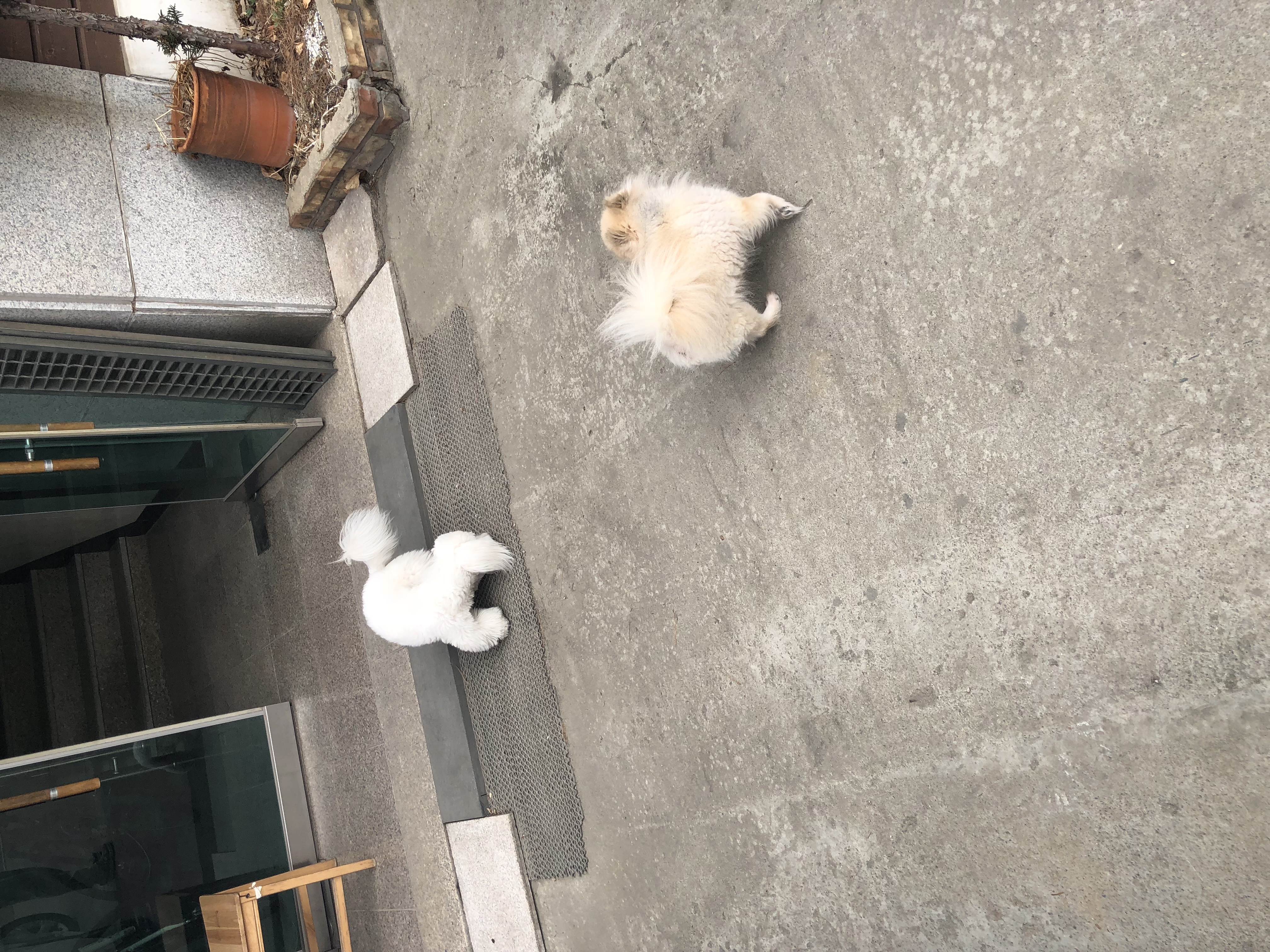 시흥번식장구조견 제리 후기