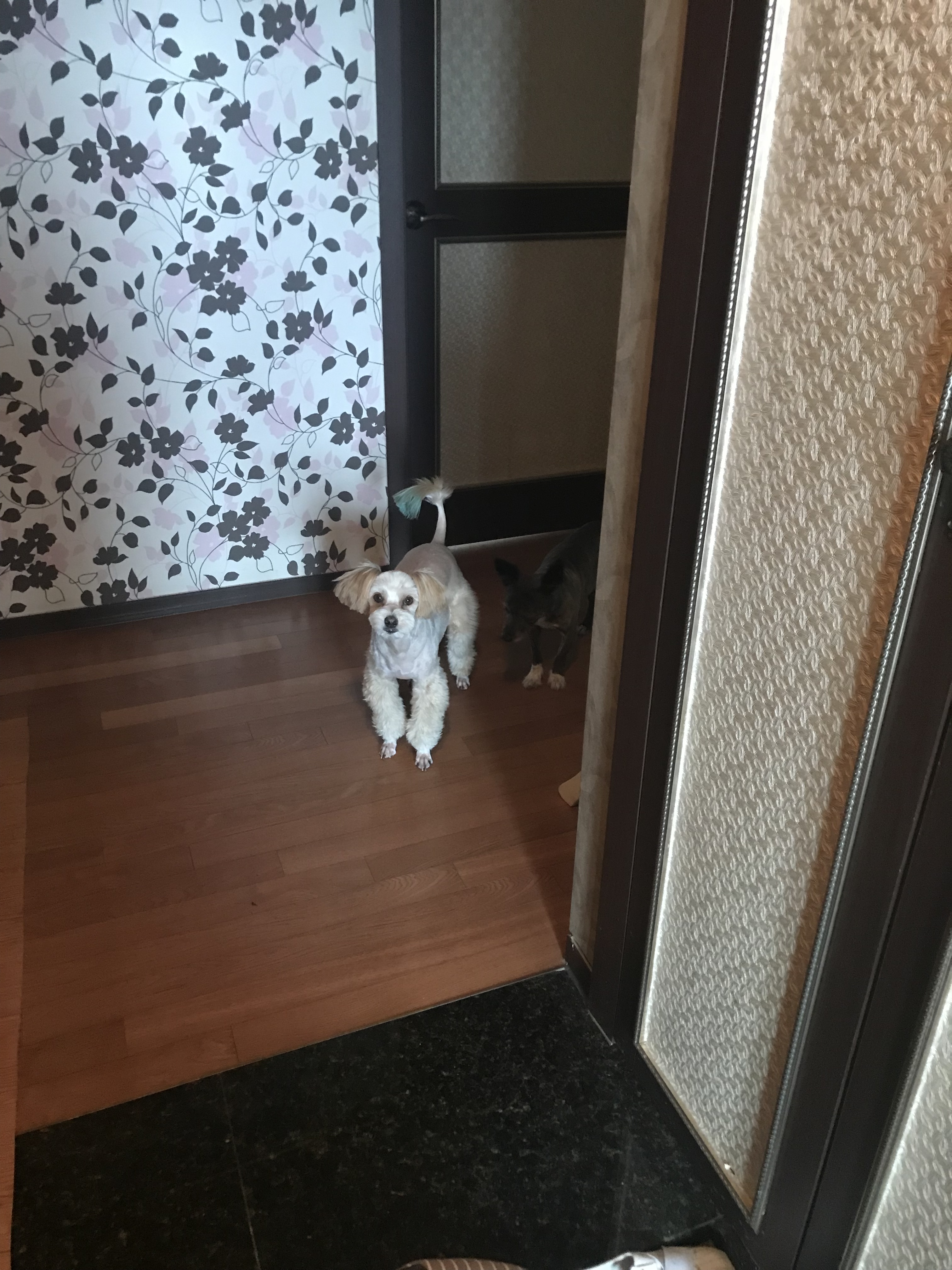 행복이(똘이) 6개월 후기에요