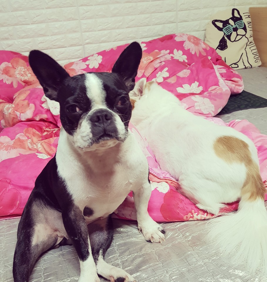 봄이(보테) 입양 후기입니다~~
