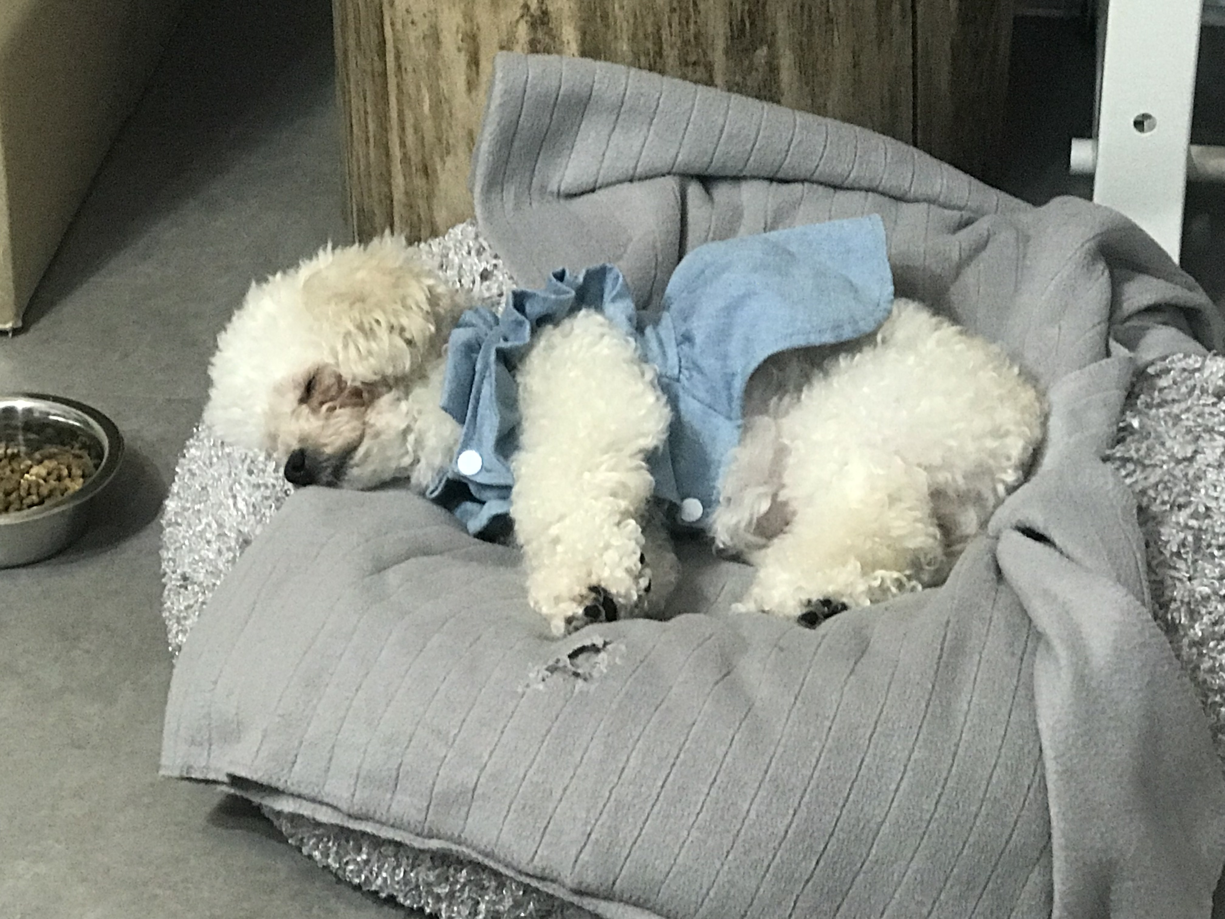 기장번식장 민락토리 입양후기