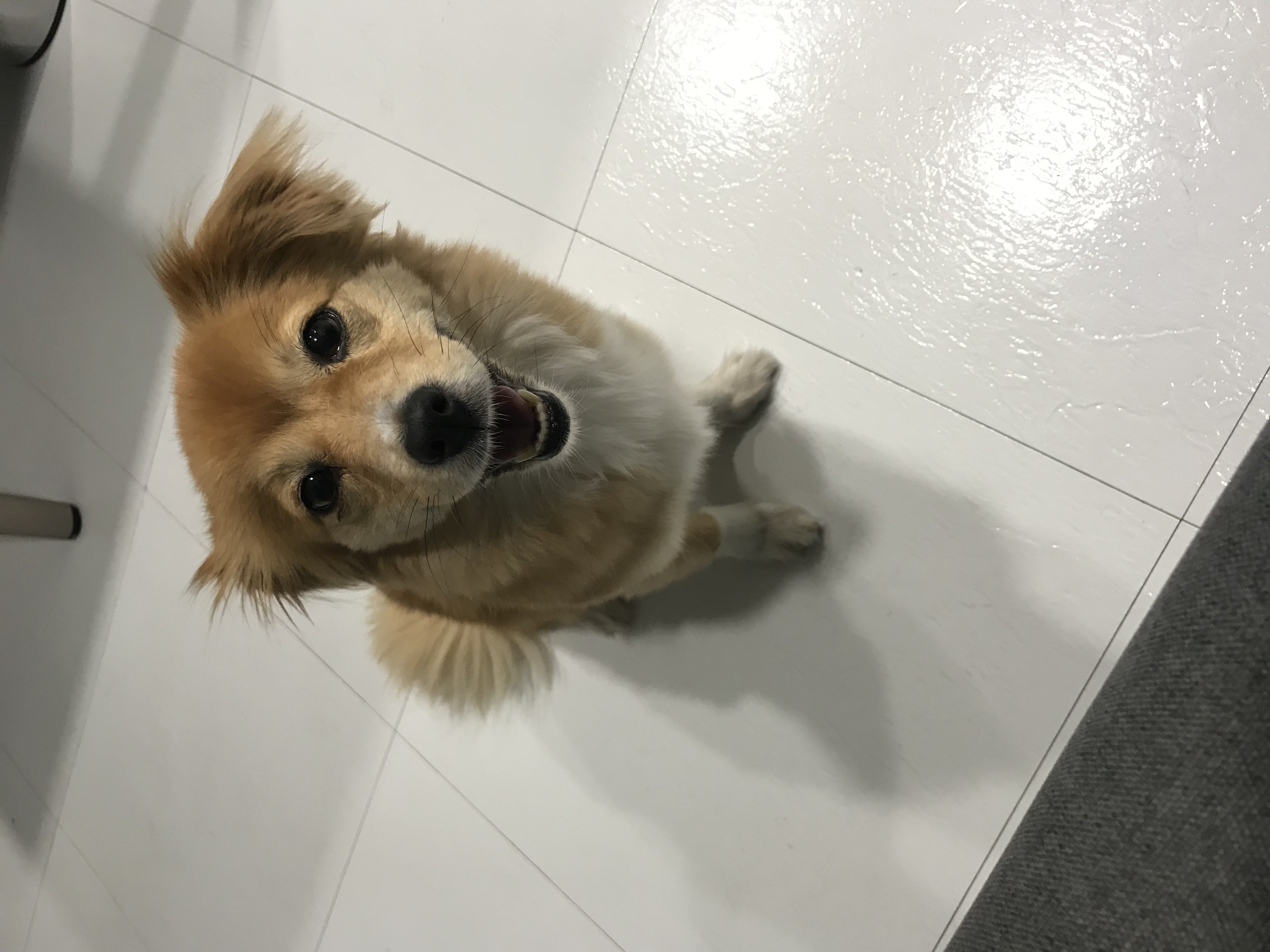 마리 입양 1년 되었어요