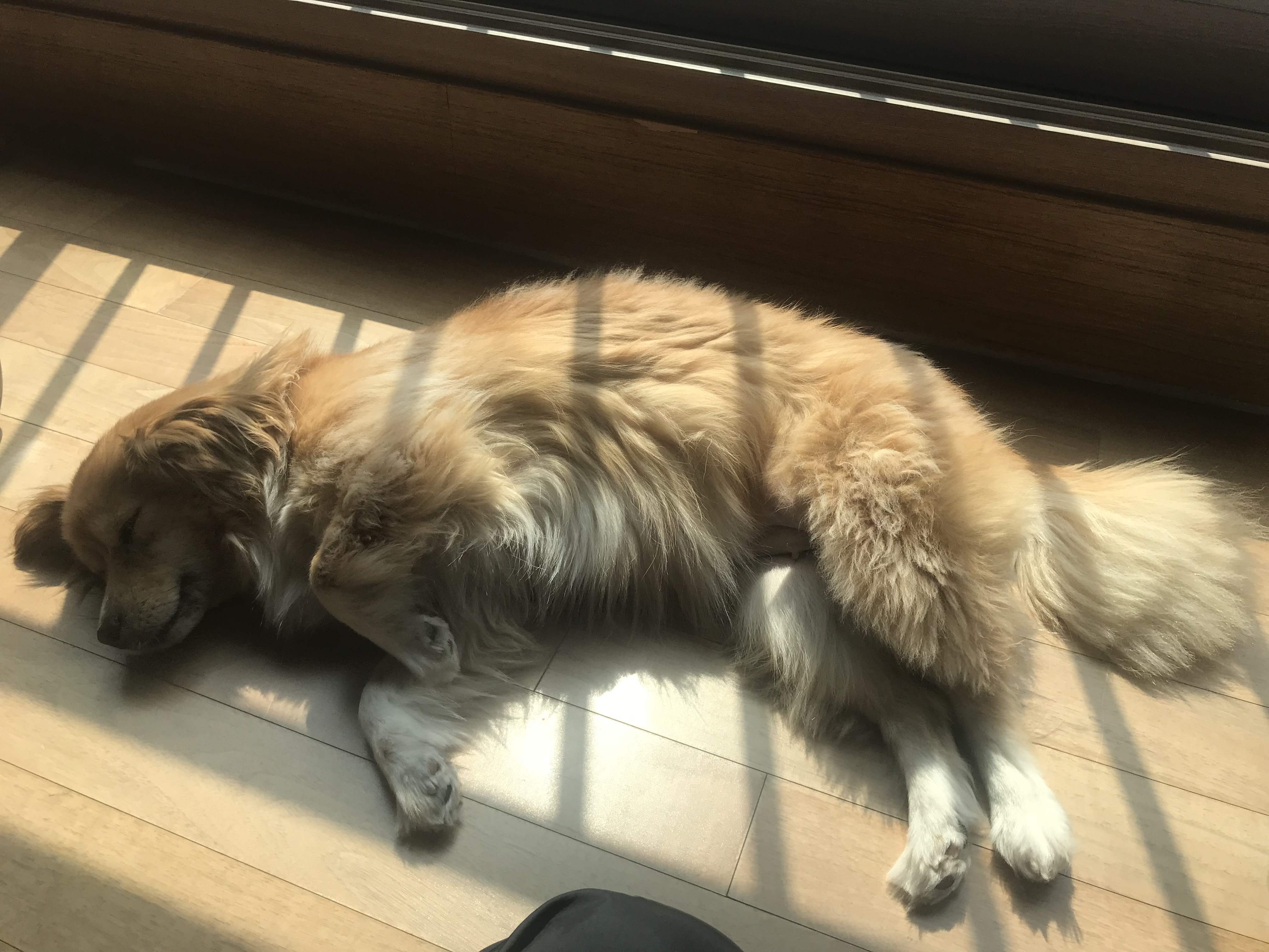 마리 입양 1년 되었어요
