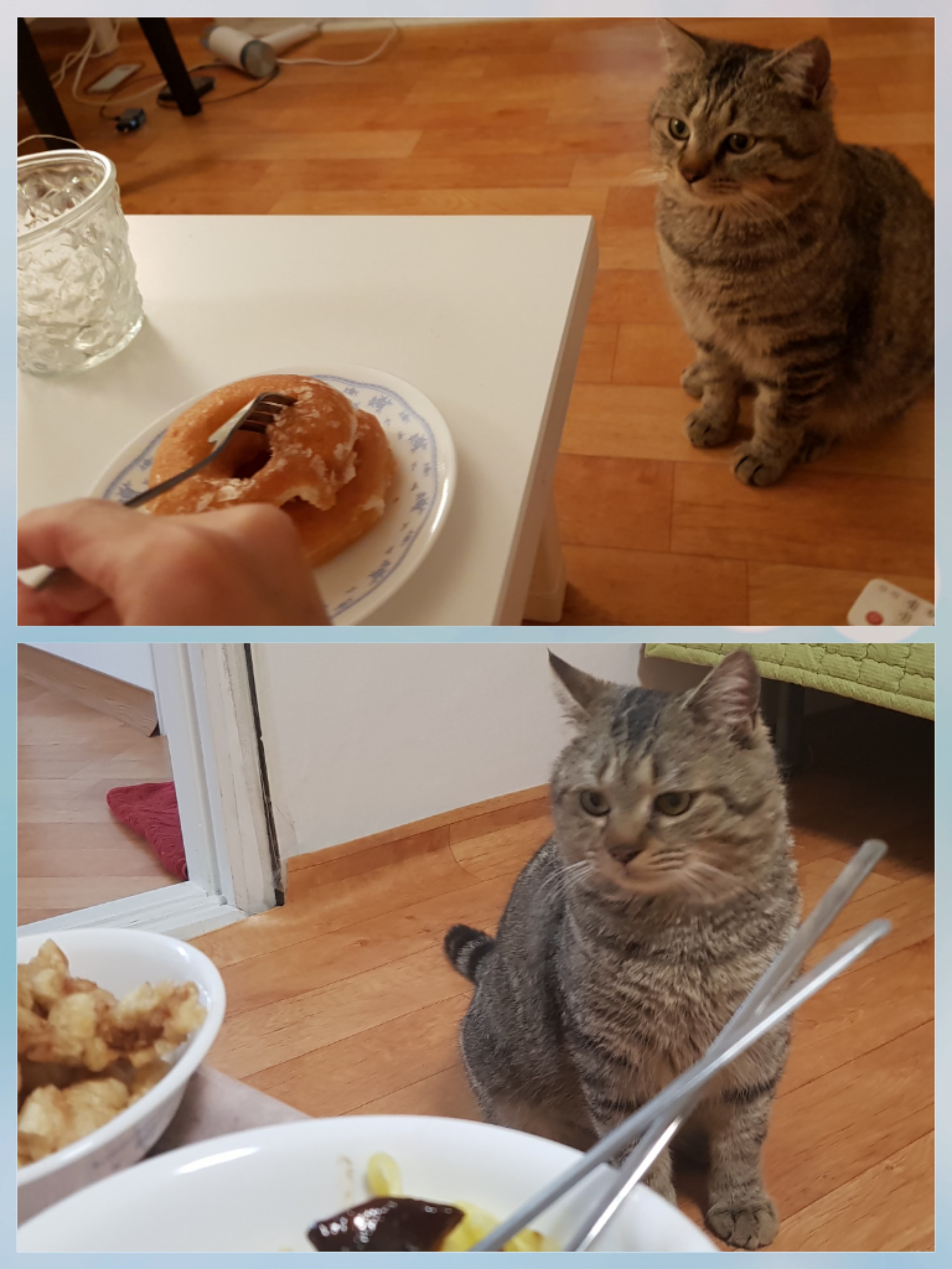 로티 입양후기입니다.