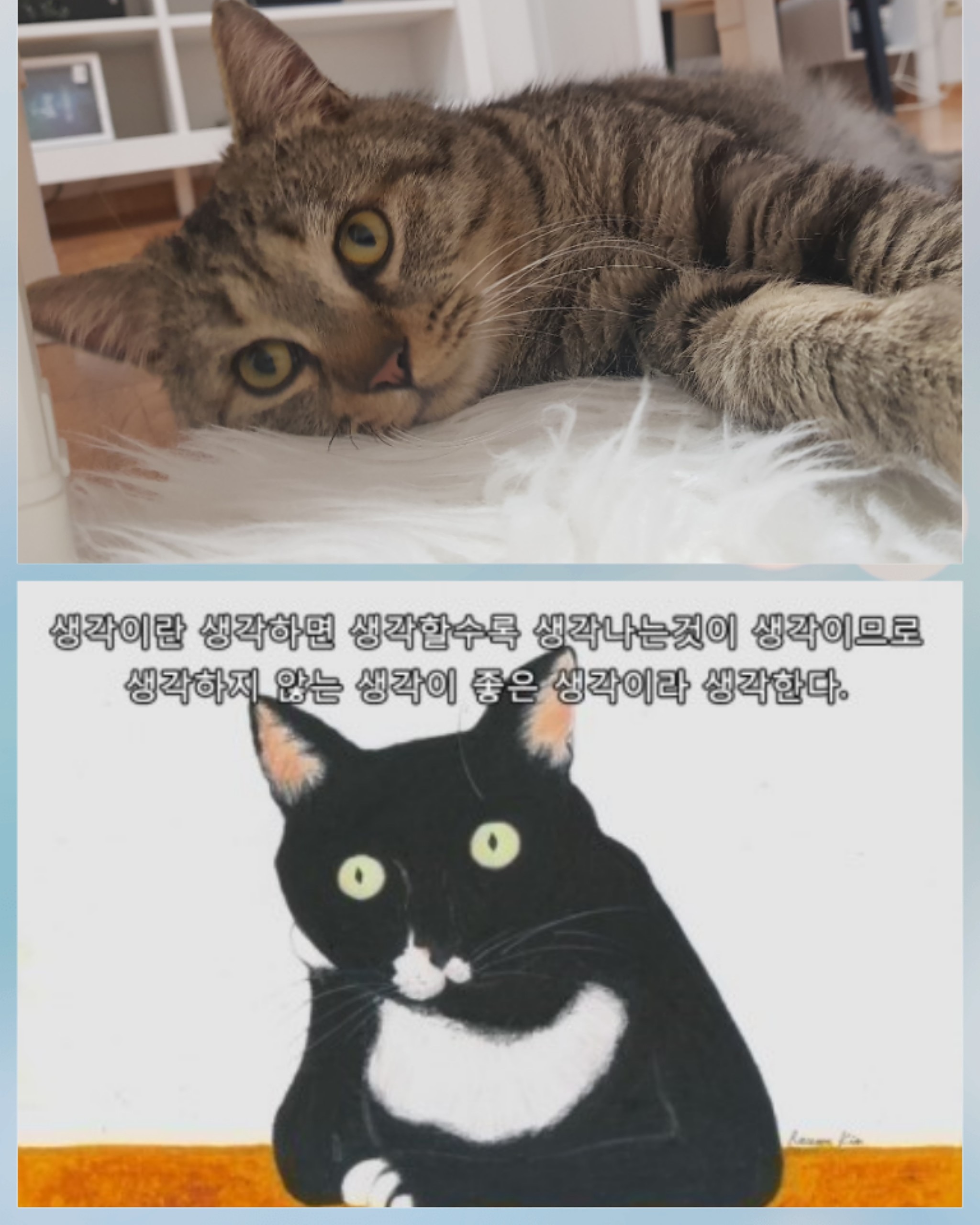 로티 입양후기입니다.