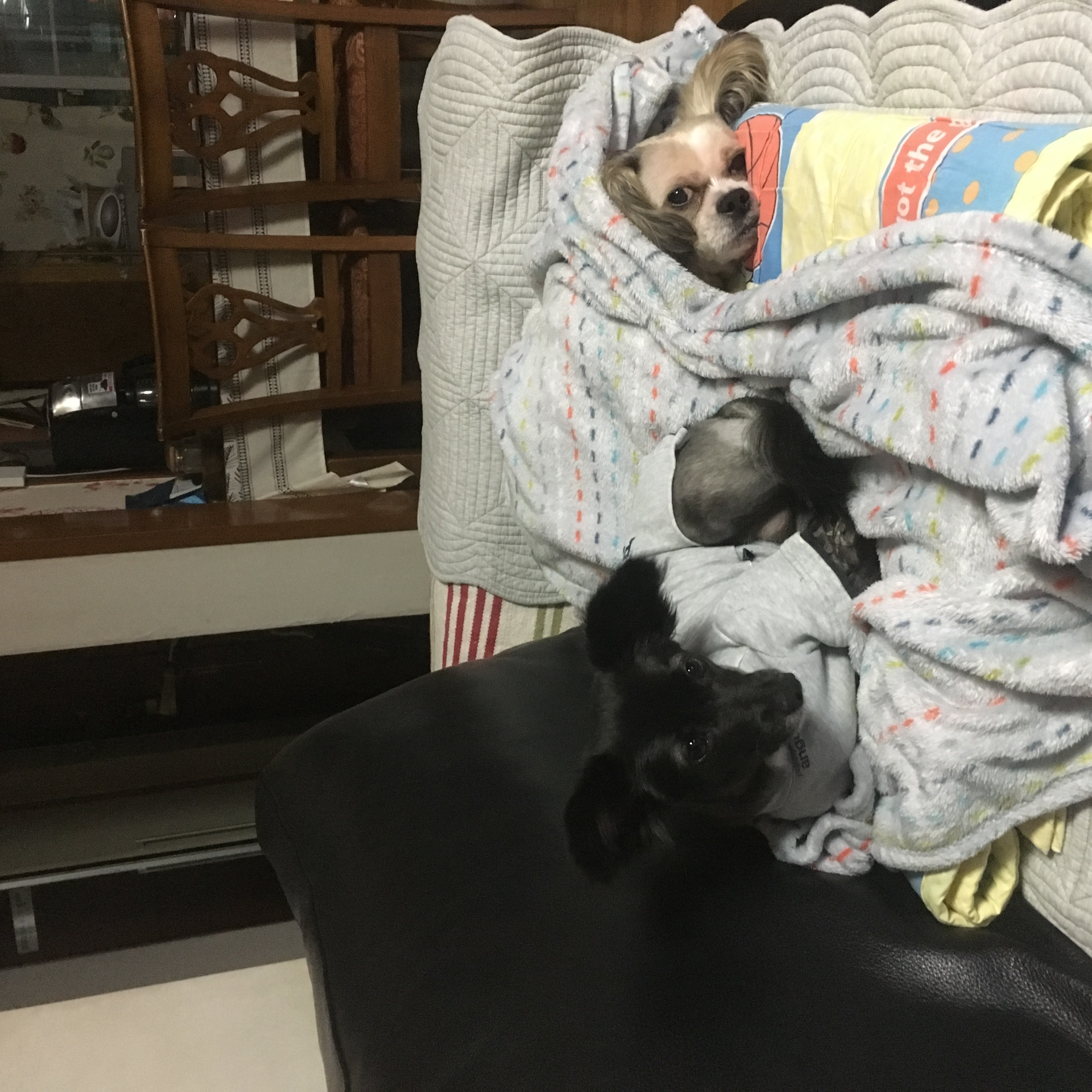 까만콩 1년 입양후기입니다 :-D