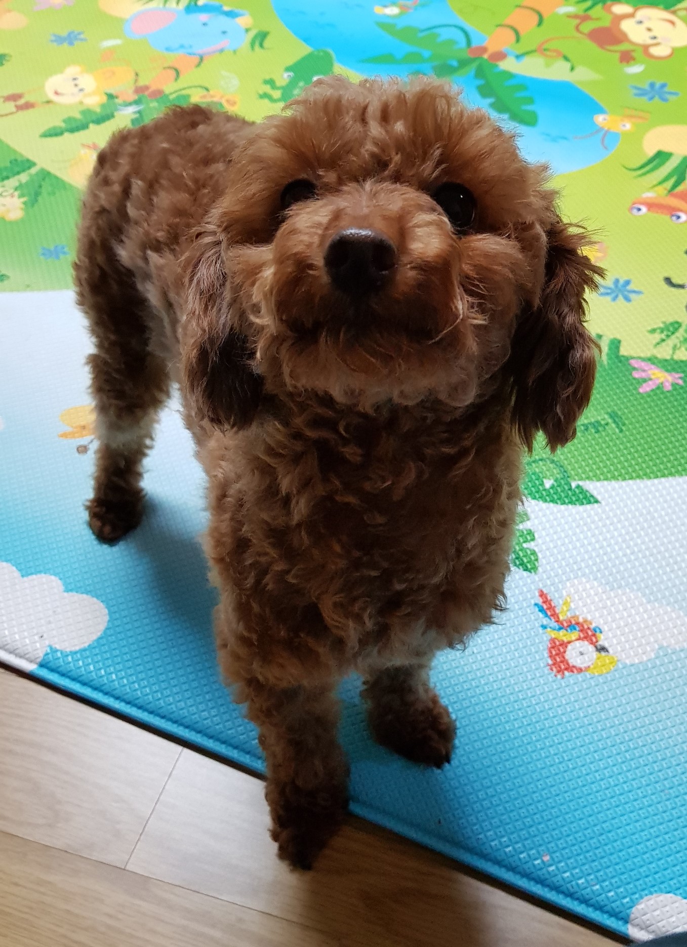 천안으로 입양온 앵그리 '사랑이'입양후기 