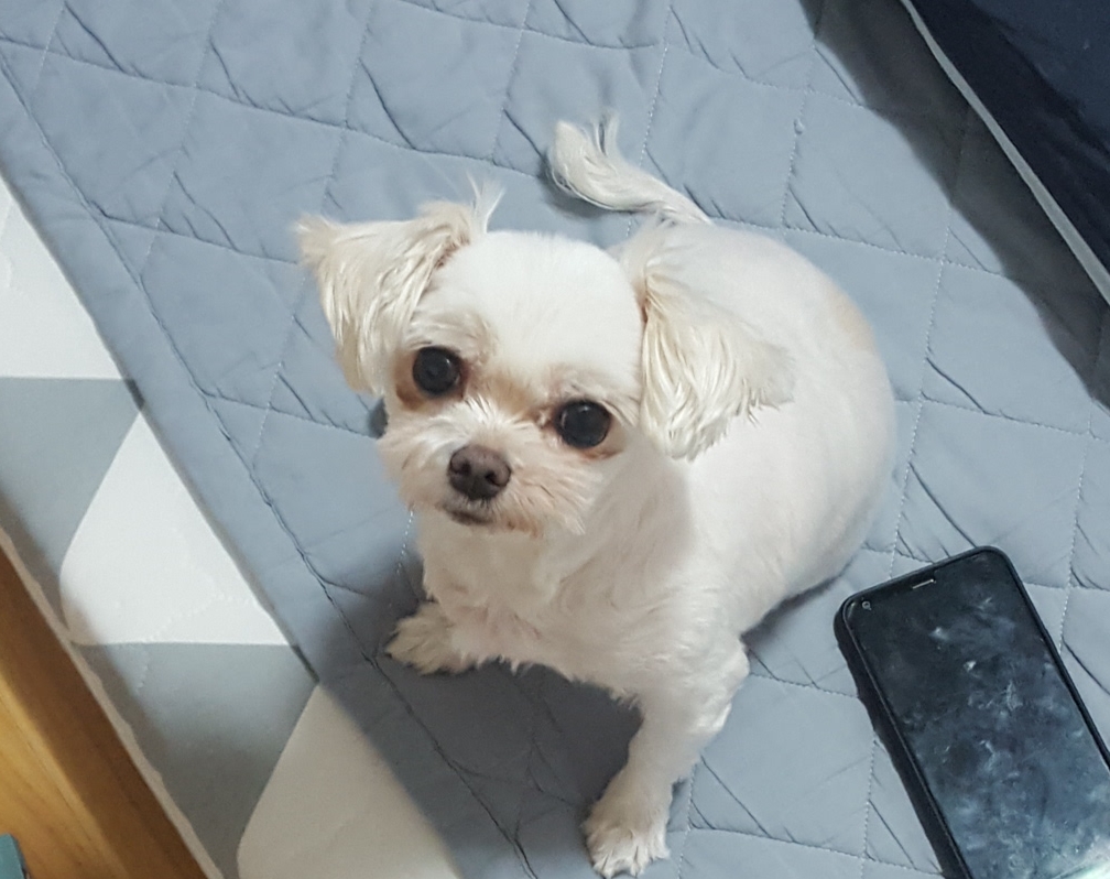 시흥번식장 뽀나 (밍키) 귀염둥이 천사 보셔요~~^^