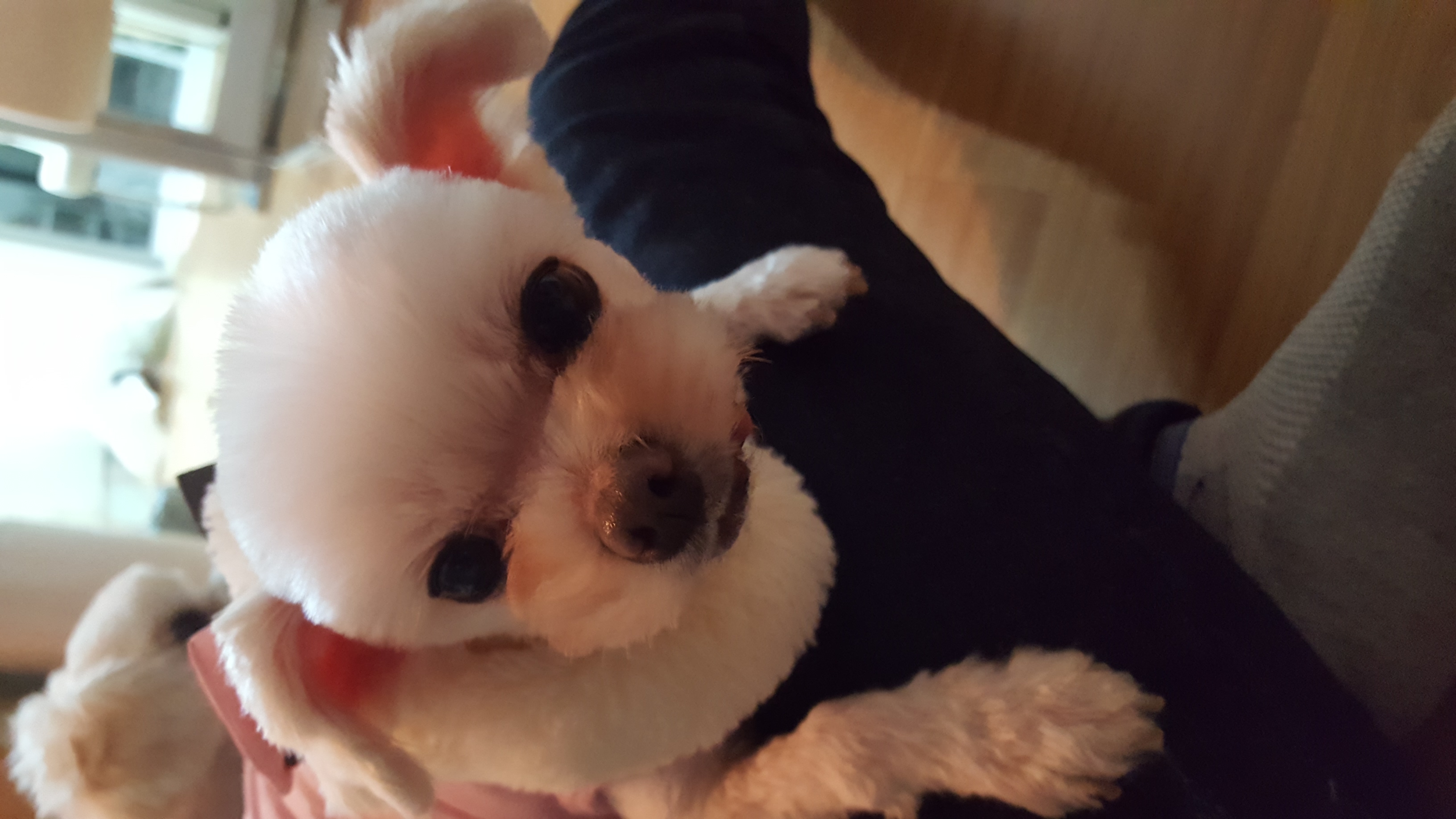 시흥번식장 뽀나 (밍키) 귀염둥이 천사 보셔요~~^^