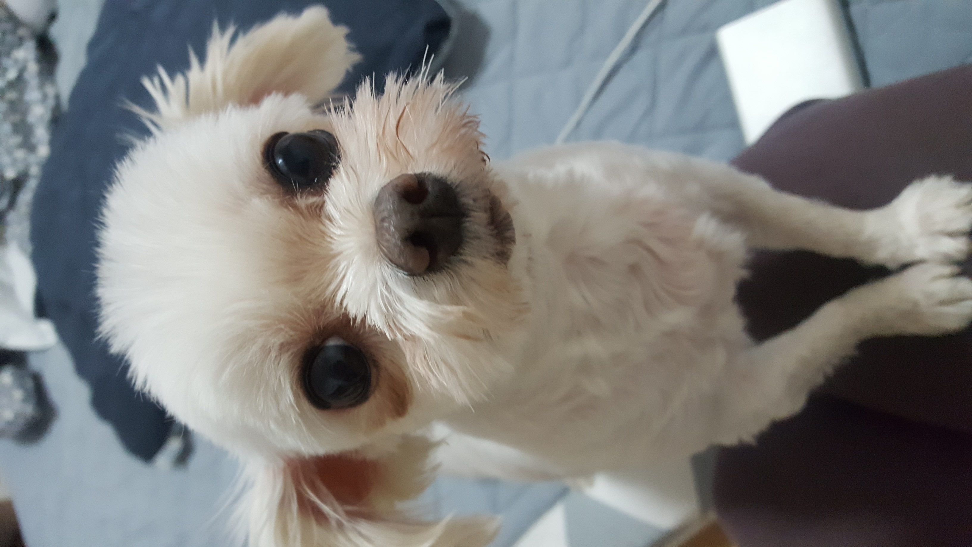 시흥번식장 뽀나 (밍키) 귀염둥이 천사 보셔요~~^^
