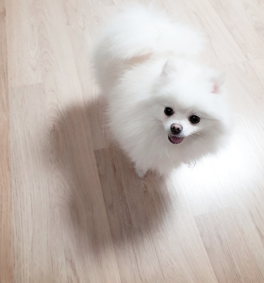 두부 잘지내고있습니당!!